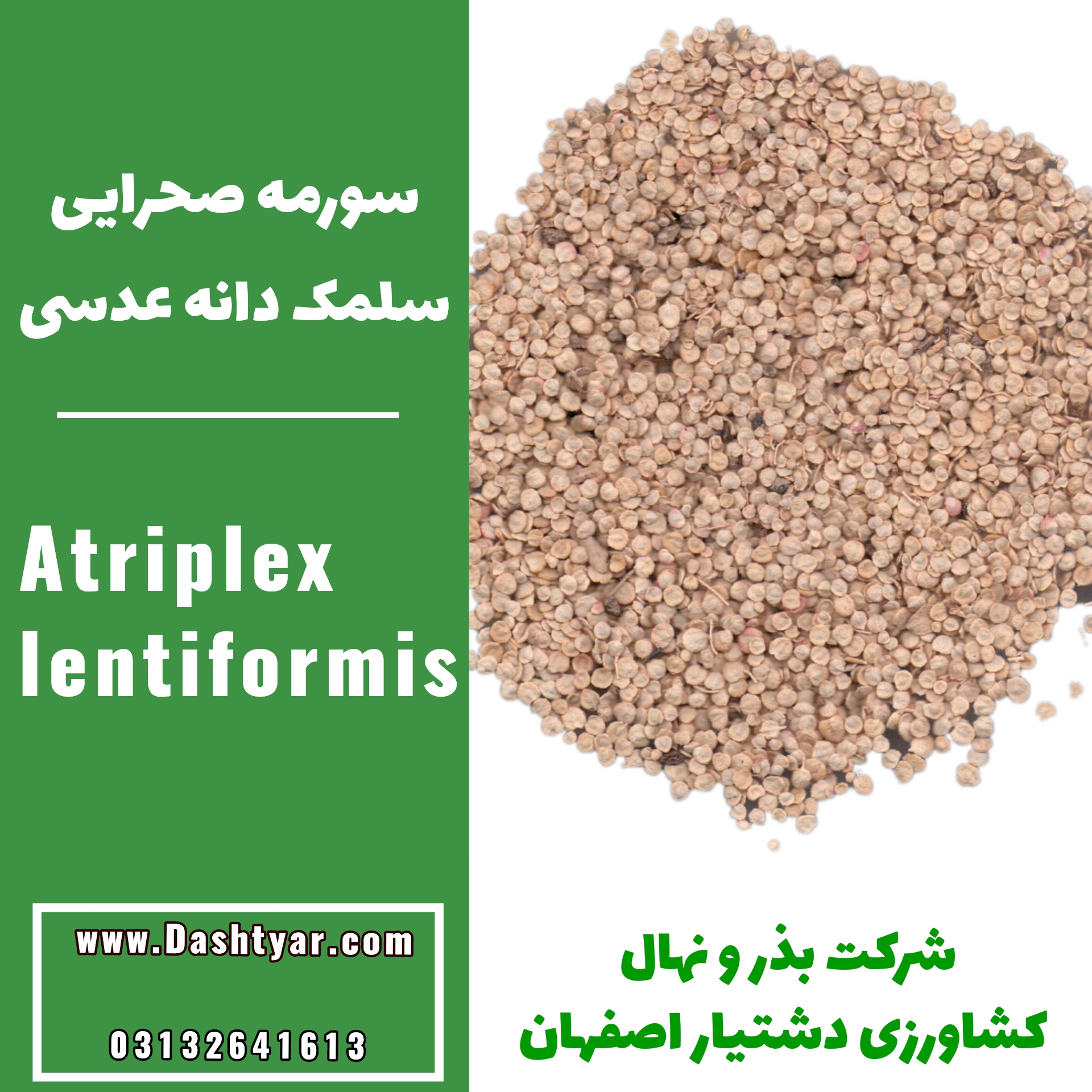 بذر گیاهان بیابانی و کویری بذر آتریپلکس لنتی فورمیس یا سورمه صحرایی سلمک دانه عدسی