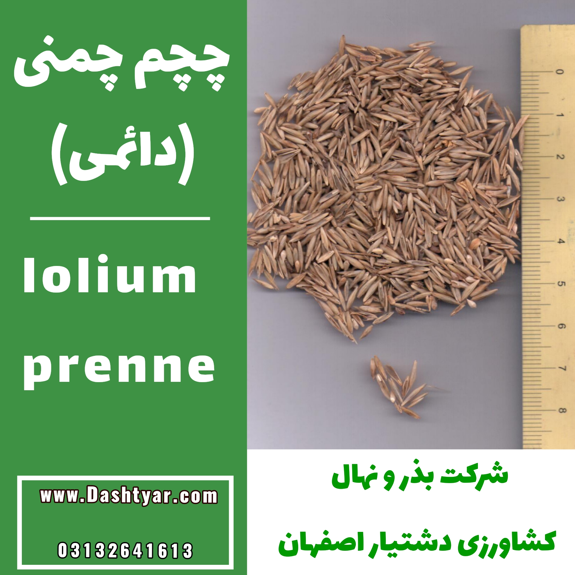 خرید و فروش بذر چچم چمنی دائمی مرتعی شرکت بذر و نهال دشتیار