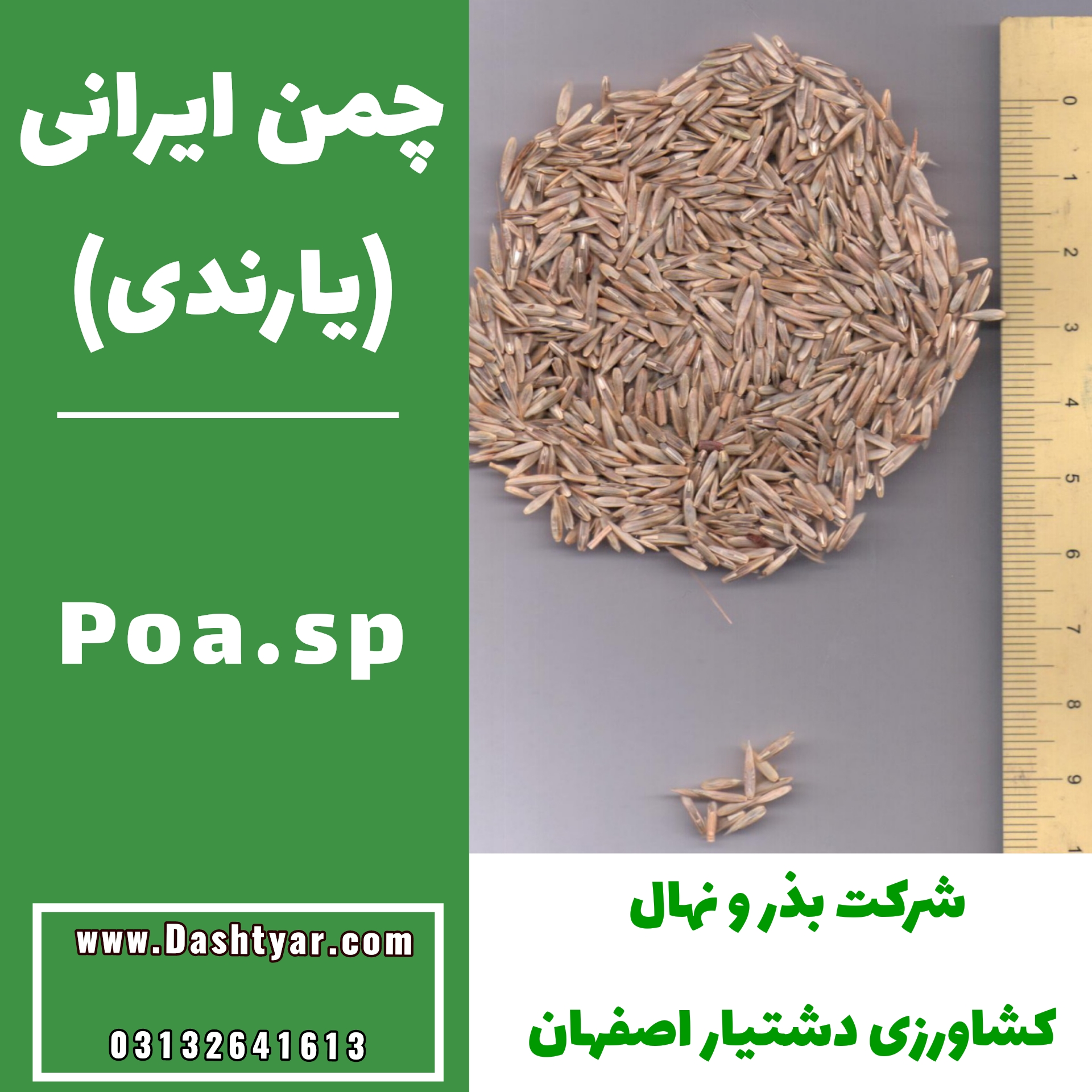 خرید و فروش بذر چمن ایرانی یارندی مرتعی شرکت بذر و نهال دشتیار