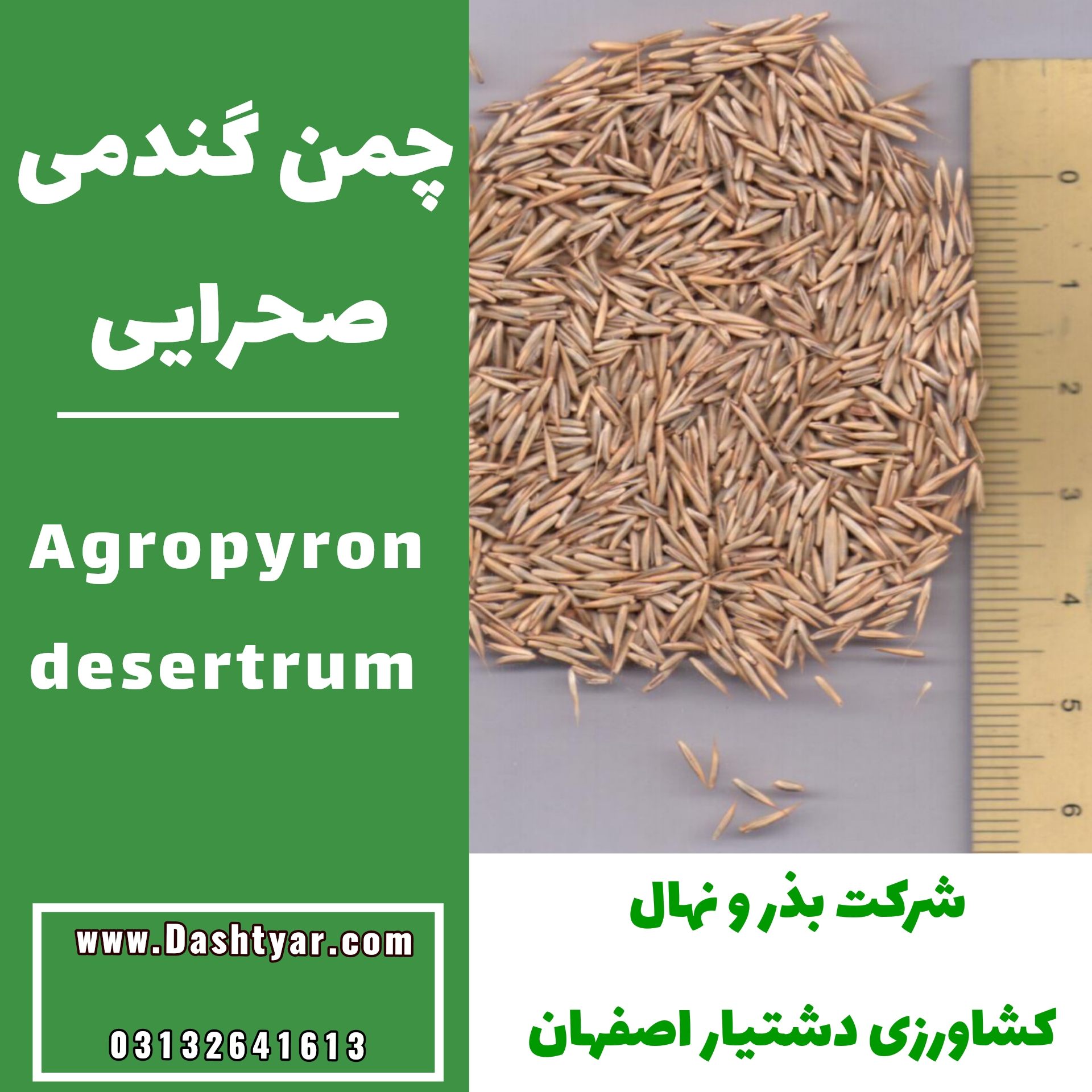 بذر آگروپایرون دزرتروم یا چمن گندمی صحرایی بذر گیاهان مرتعی