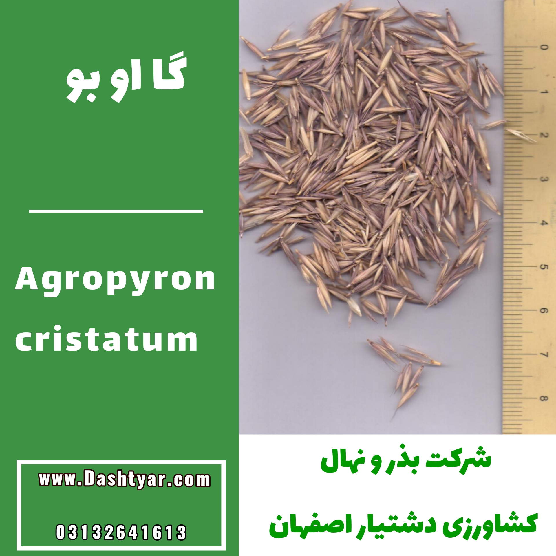 بذر آگروپایرون کریستاتوم یا گااوبو بذر گیاهان مرتعی
