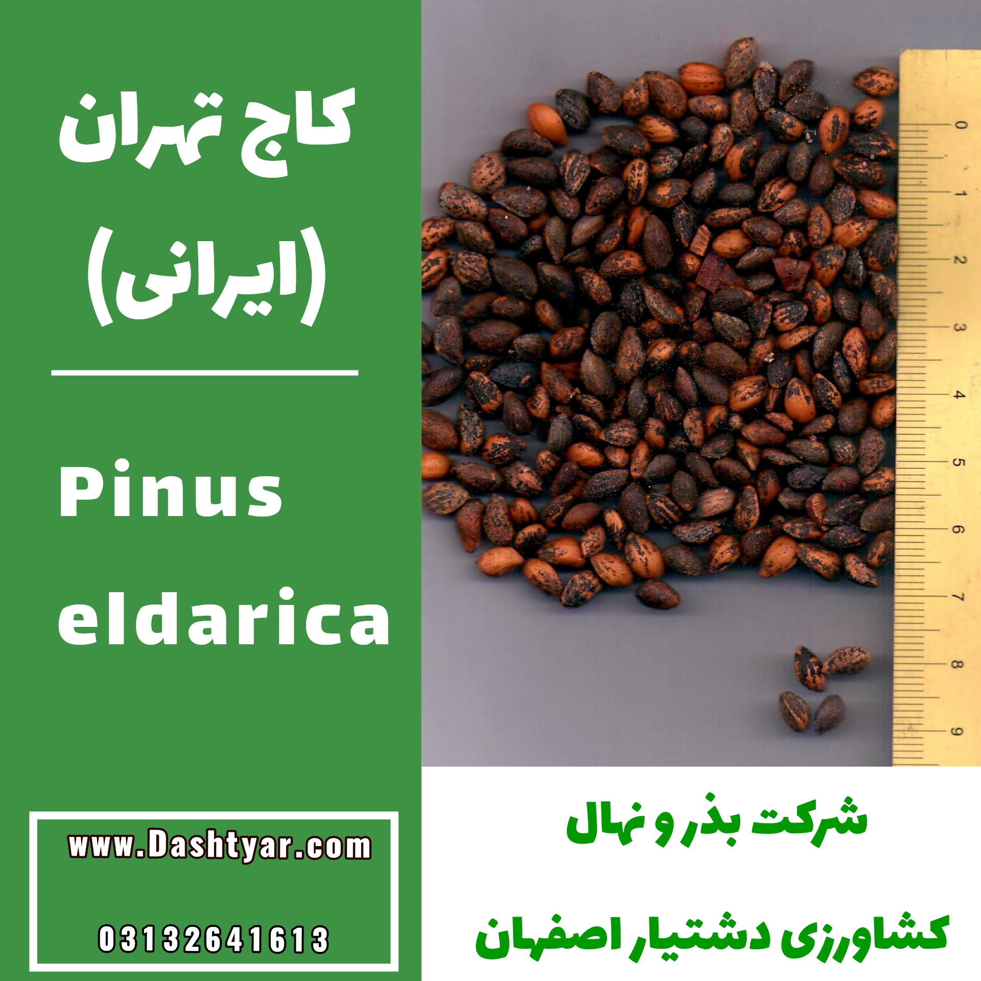 بذر کاج تهران(ایرانی) pinus eldarica