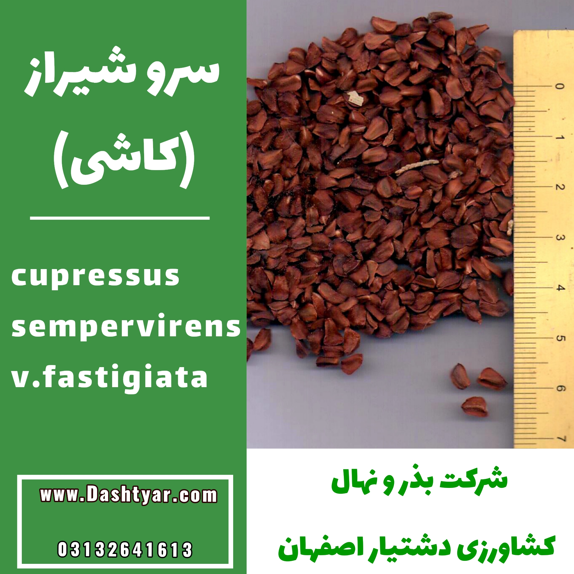 بذر سرو شیراز(کاشی)c.sempervirens v.fastigiata