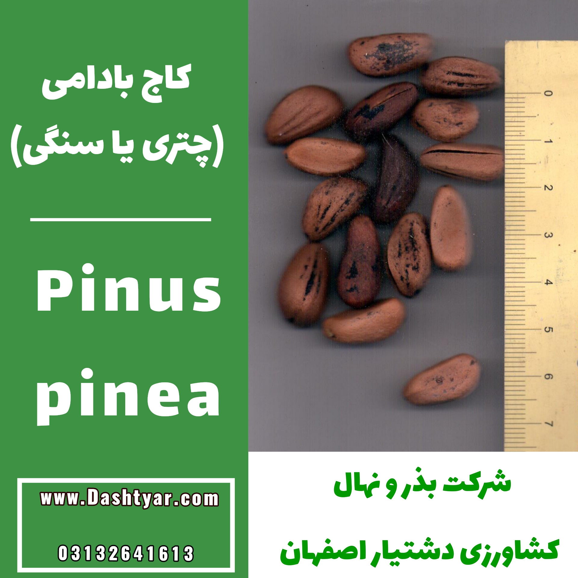 بذر کاج بادامی(چتری یا سنگی)p.pinea