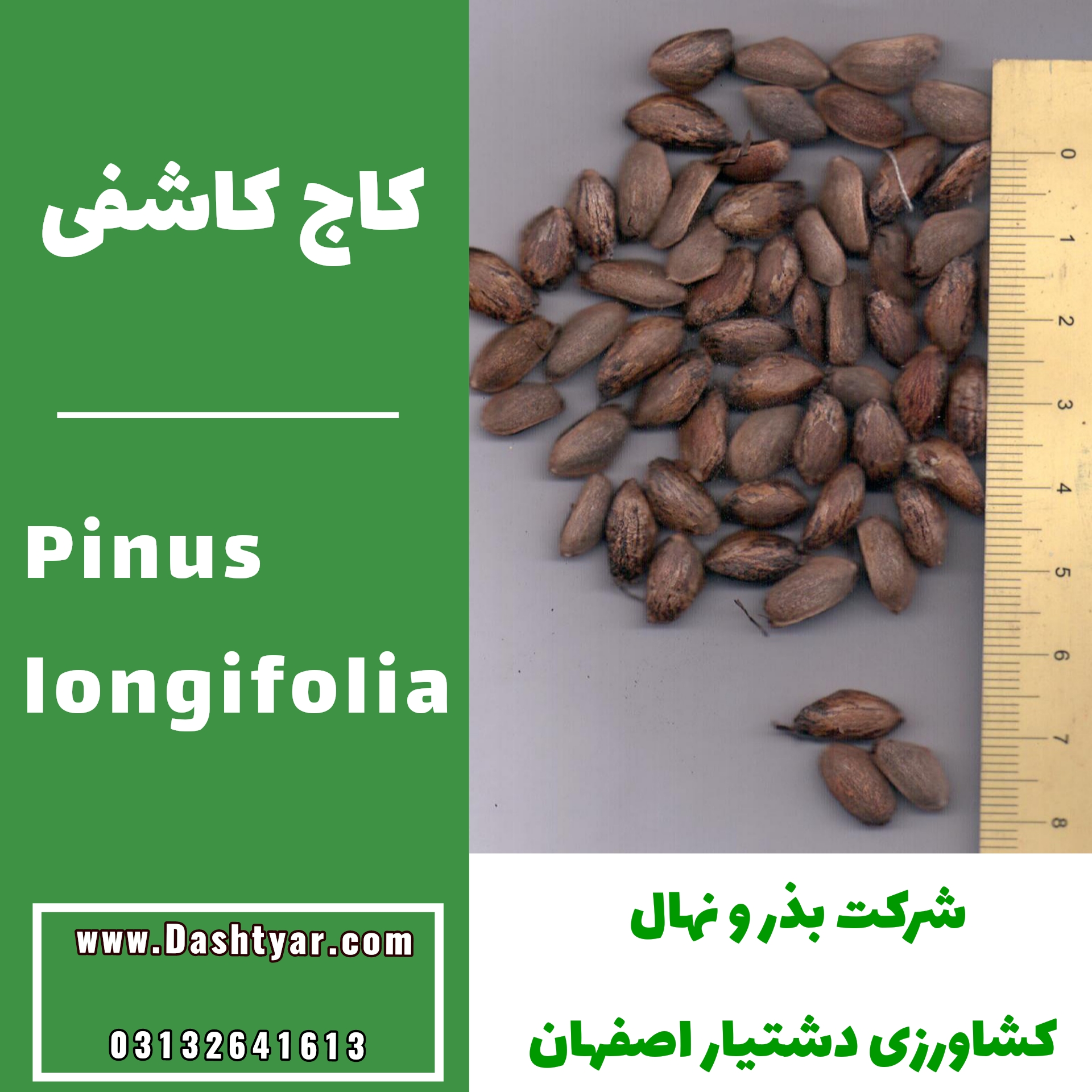بذر کاج کاشفی Pinus longifolia