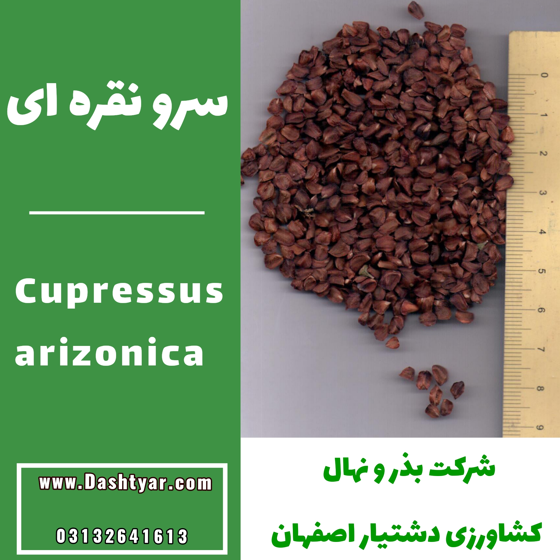 بذر سرو نقره ای cupressus arizonica