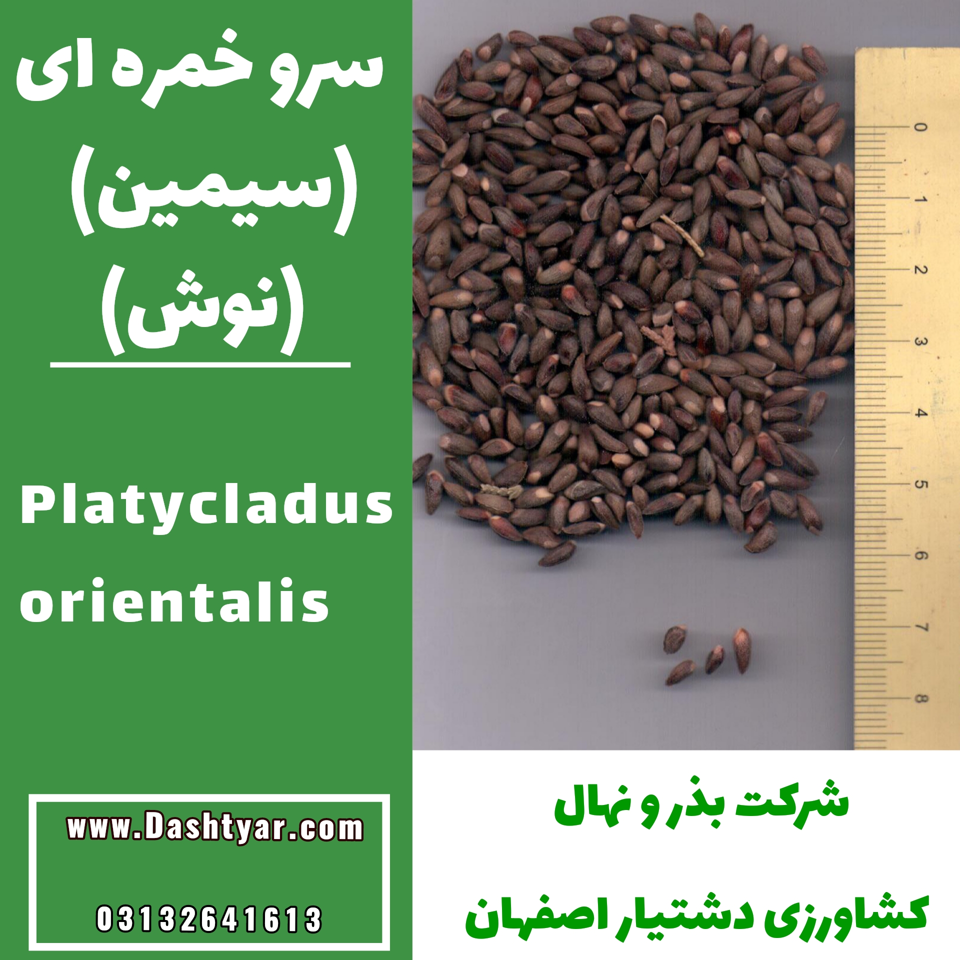 بذر سرو خمره ای (سیمین)(نوش) platycladus orientalis
