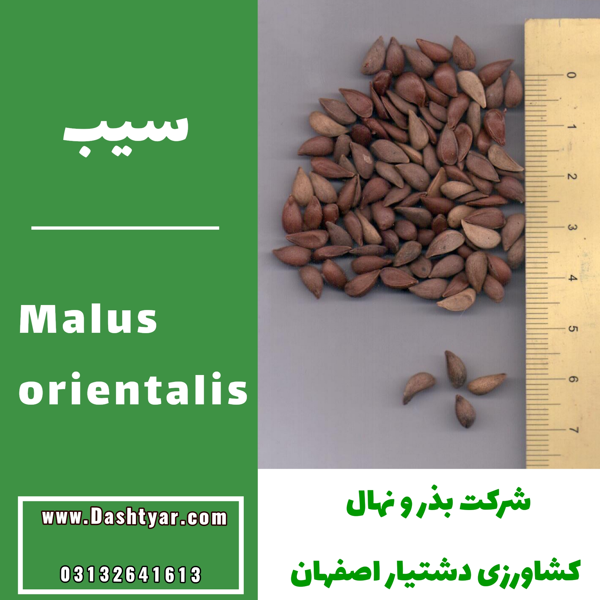 بذر سیب malus orientalis