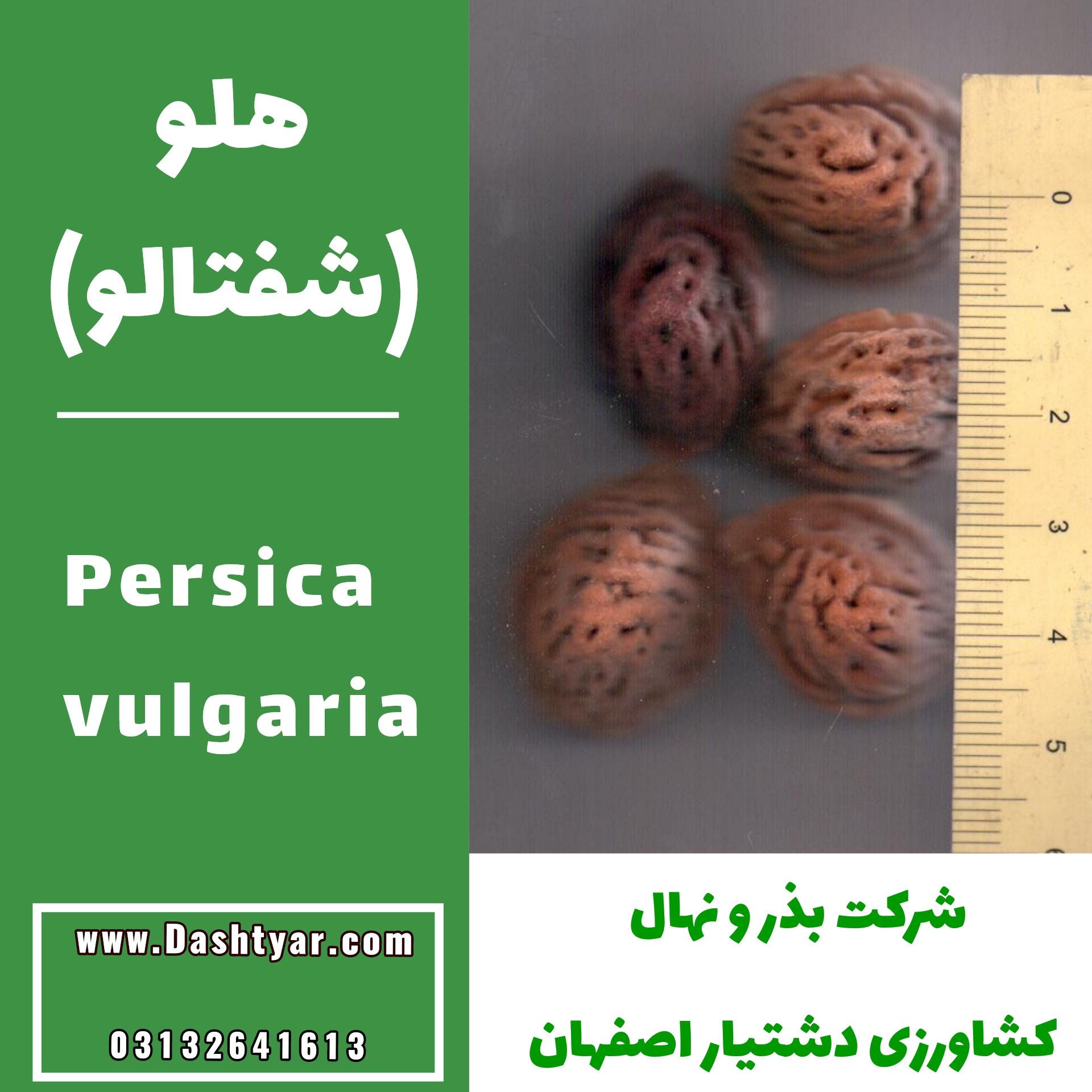بذر هلو(شفتالو)persica vulgaria