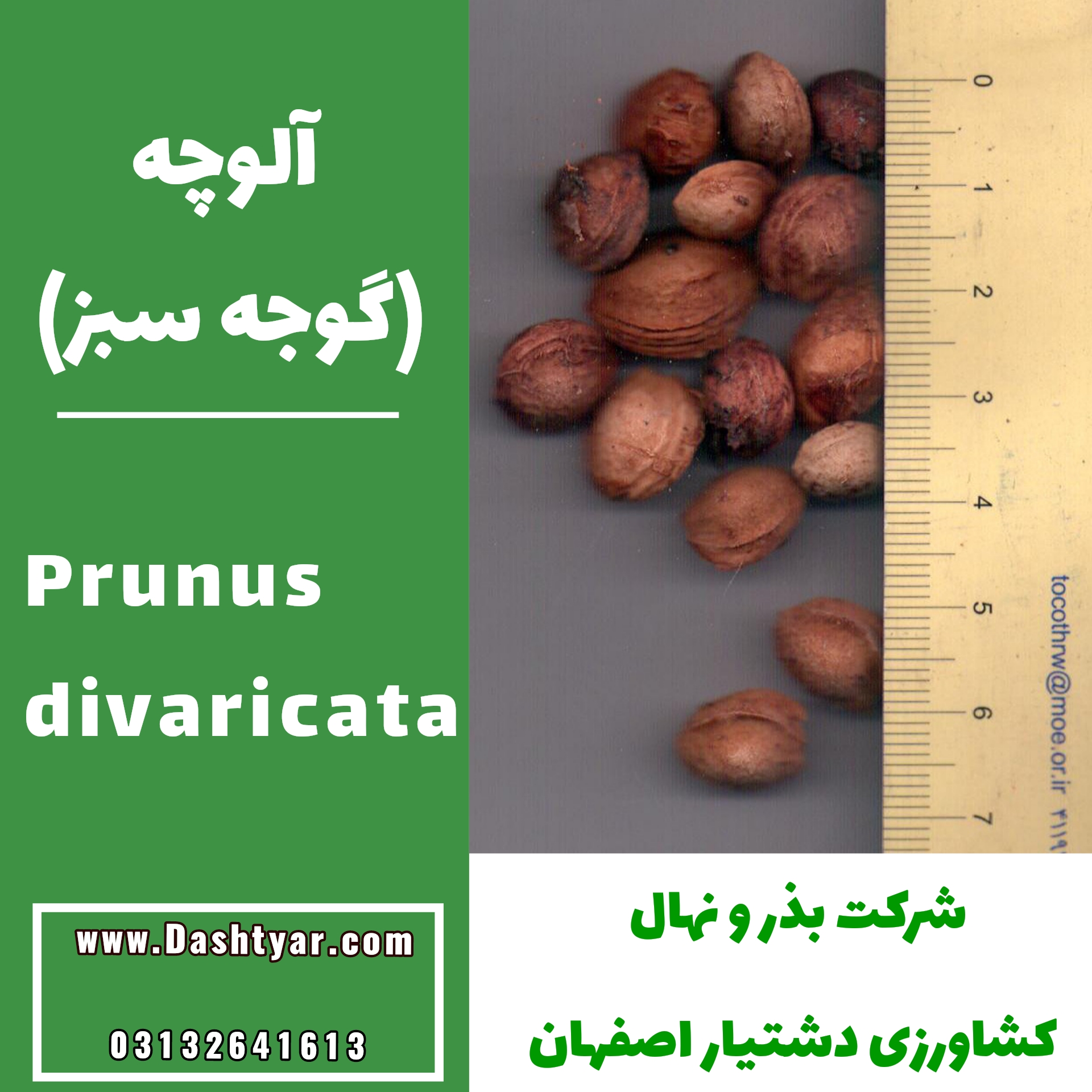 بذر آلوچه(گوجه سبز) prunus divaricata