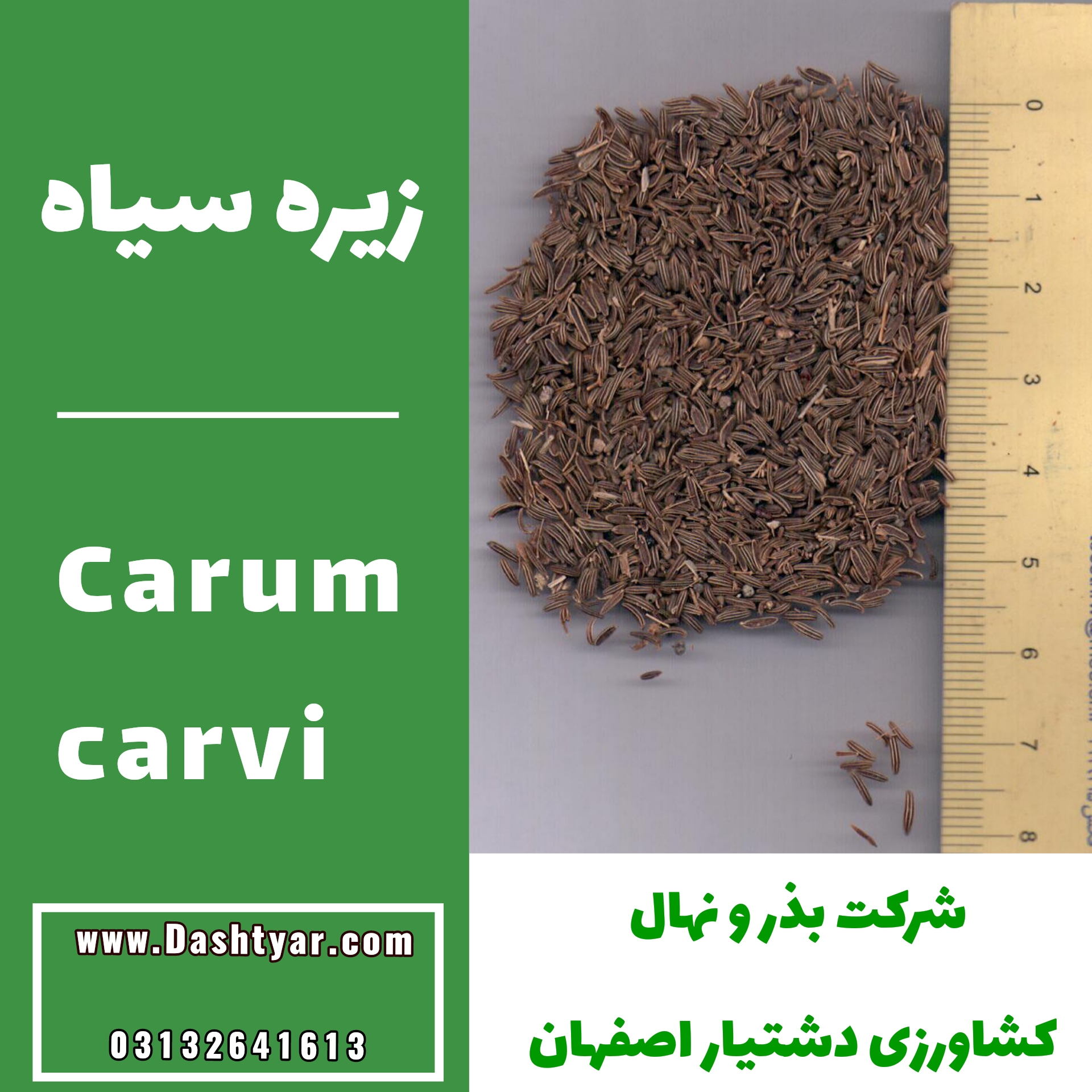 بذر زیره سیاه (Carum carvi )