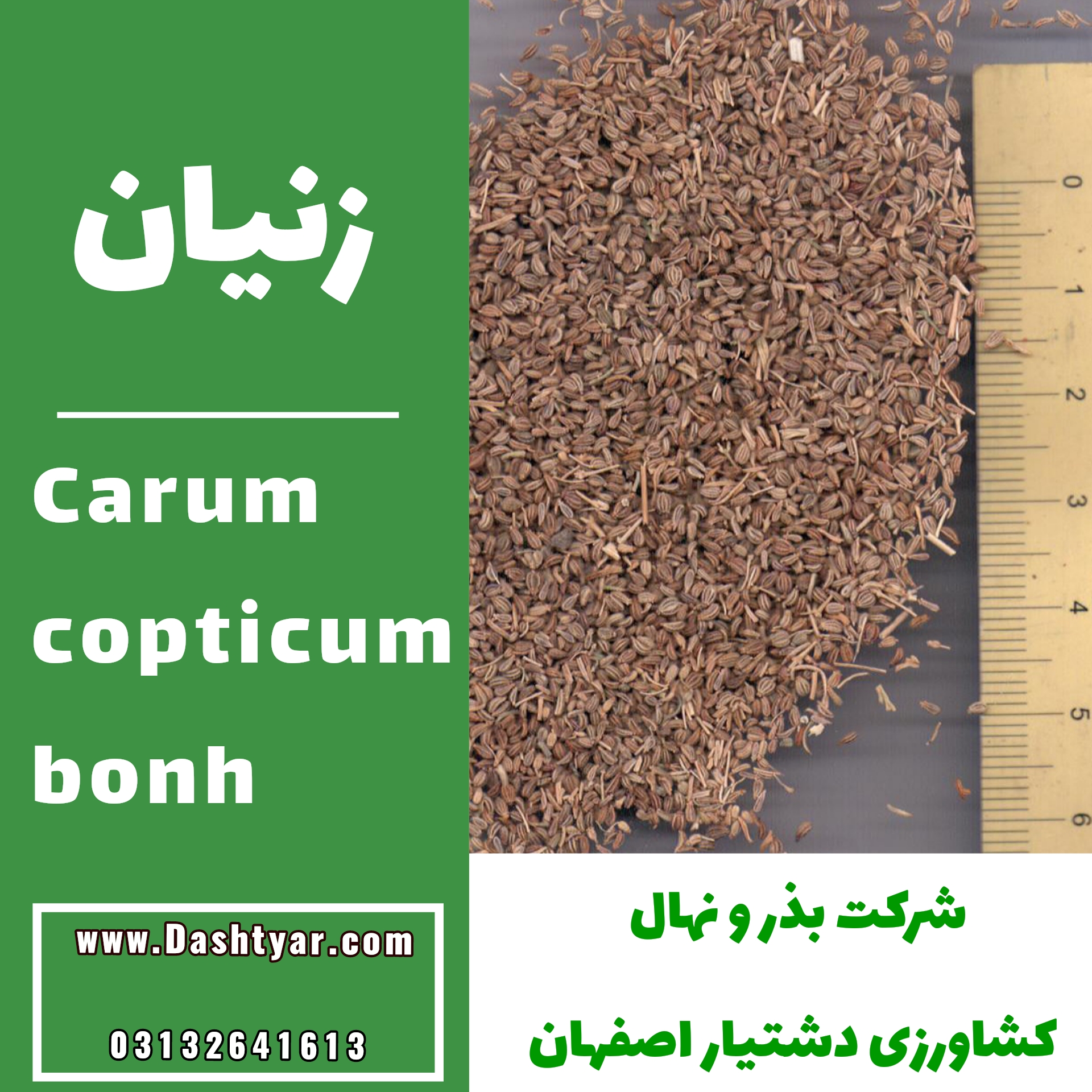 بذر زنیان(Carum copticum bonh)