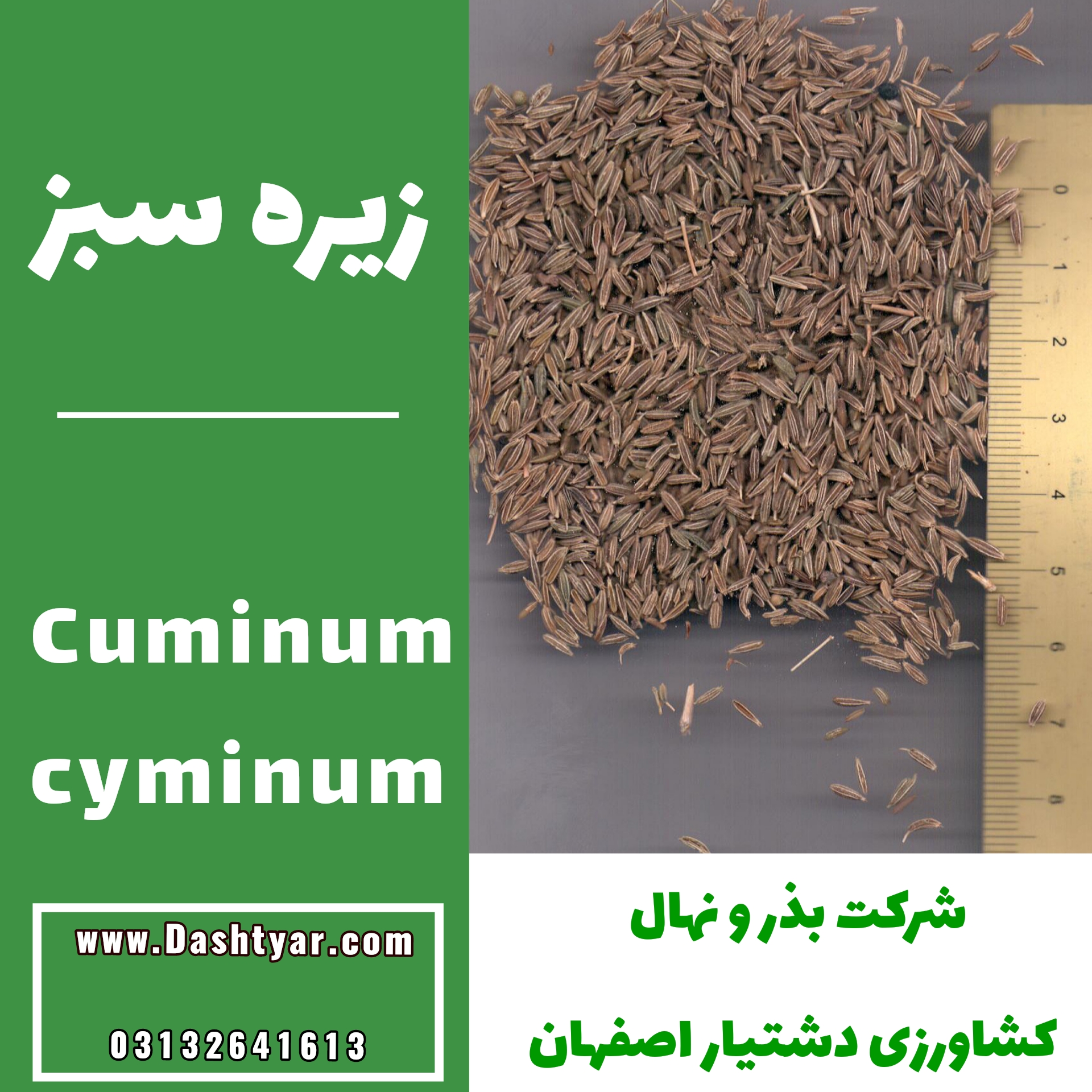بذر زیره سبز (Cuminum cyminum)