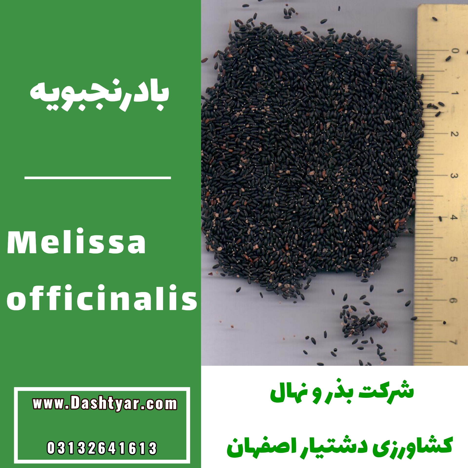 بذر بادرنجبویه(Melissa officinalis)