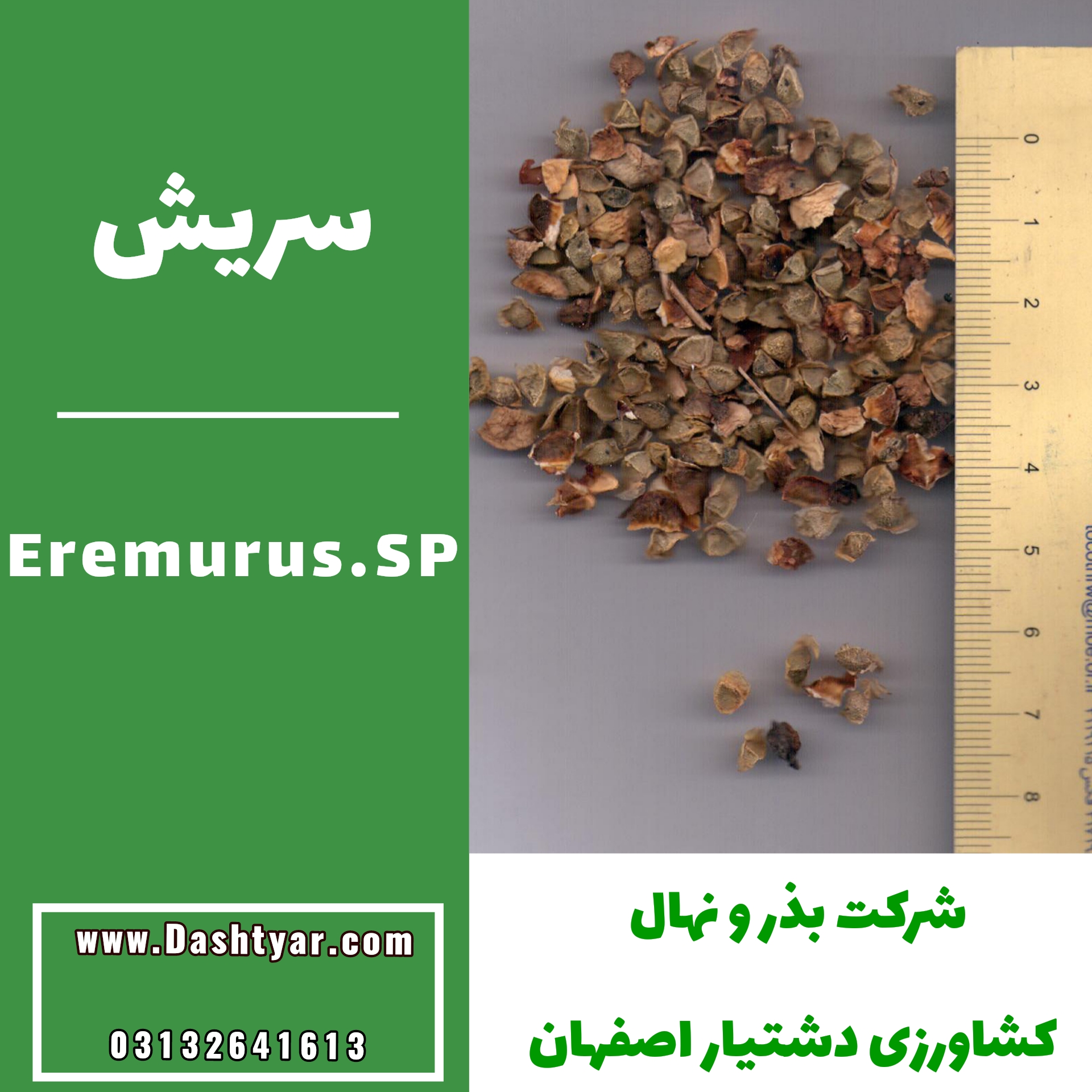 بذر سریش(Eremurus.SP)