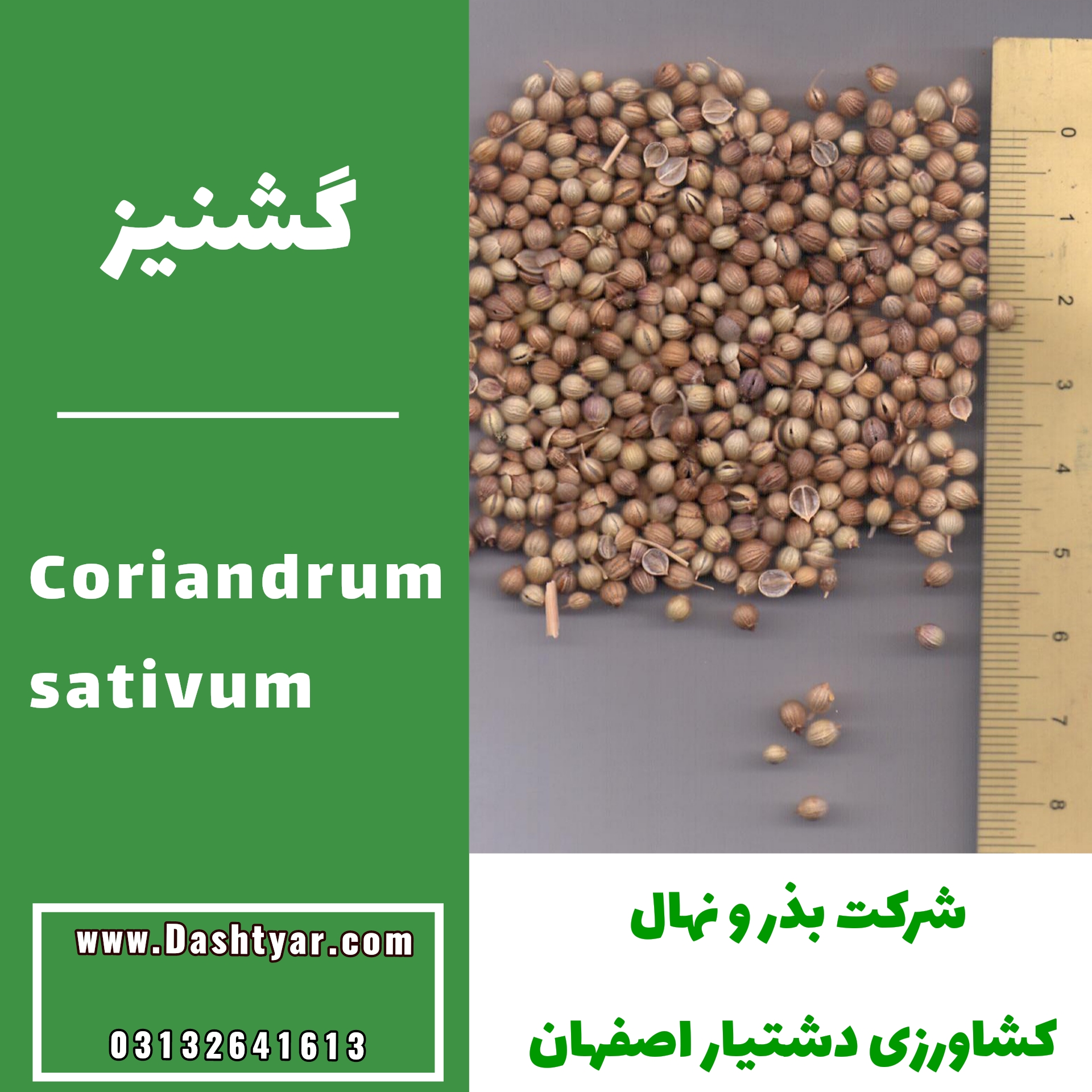 بذر گشنیز(Coriandrum sativum)