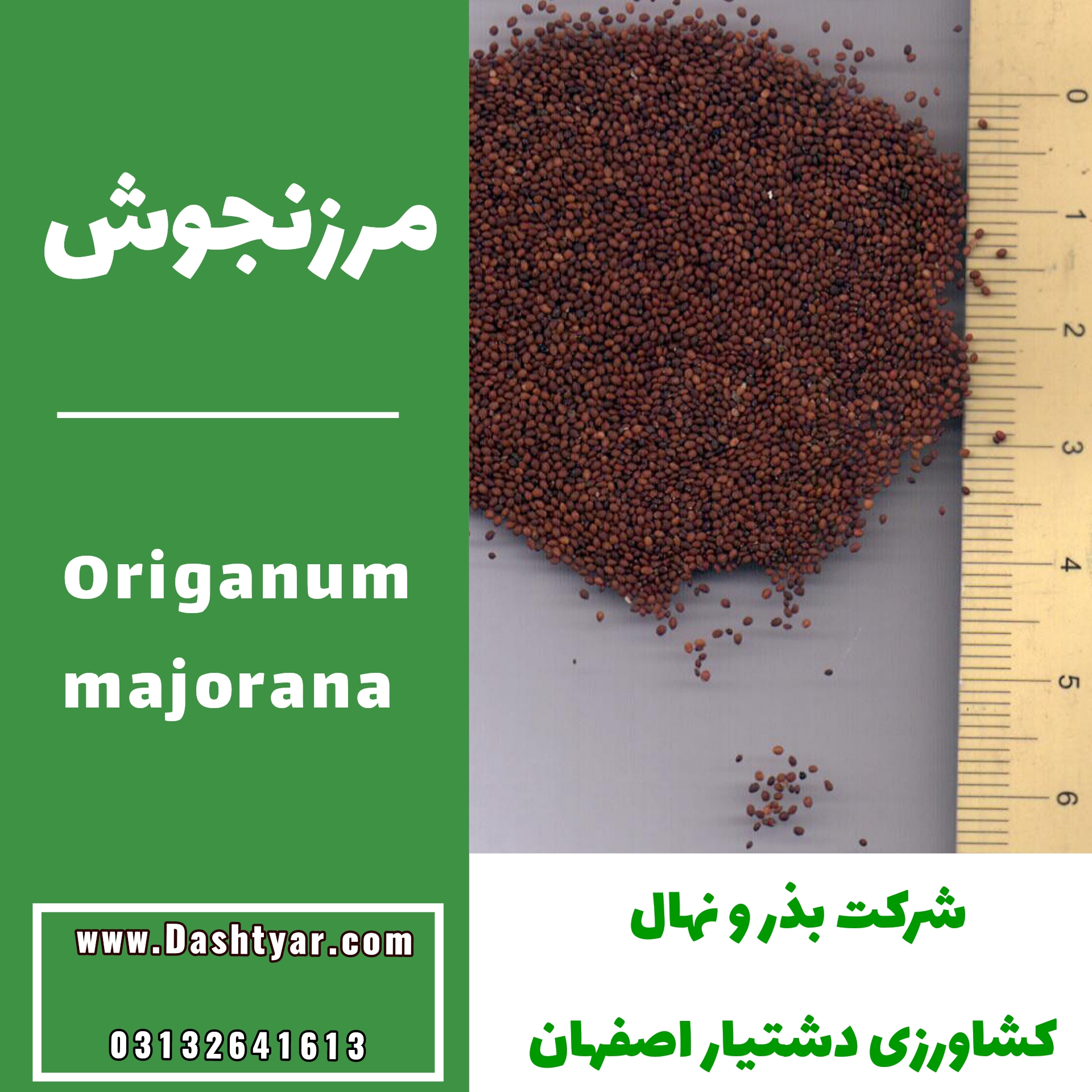 بذر مرزنجوش (Origanum majorana،Vulgare)