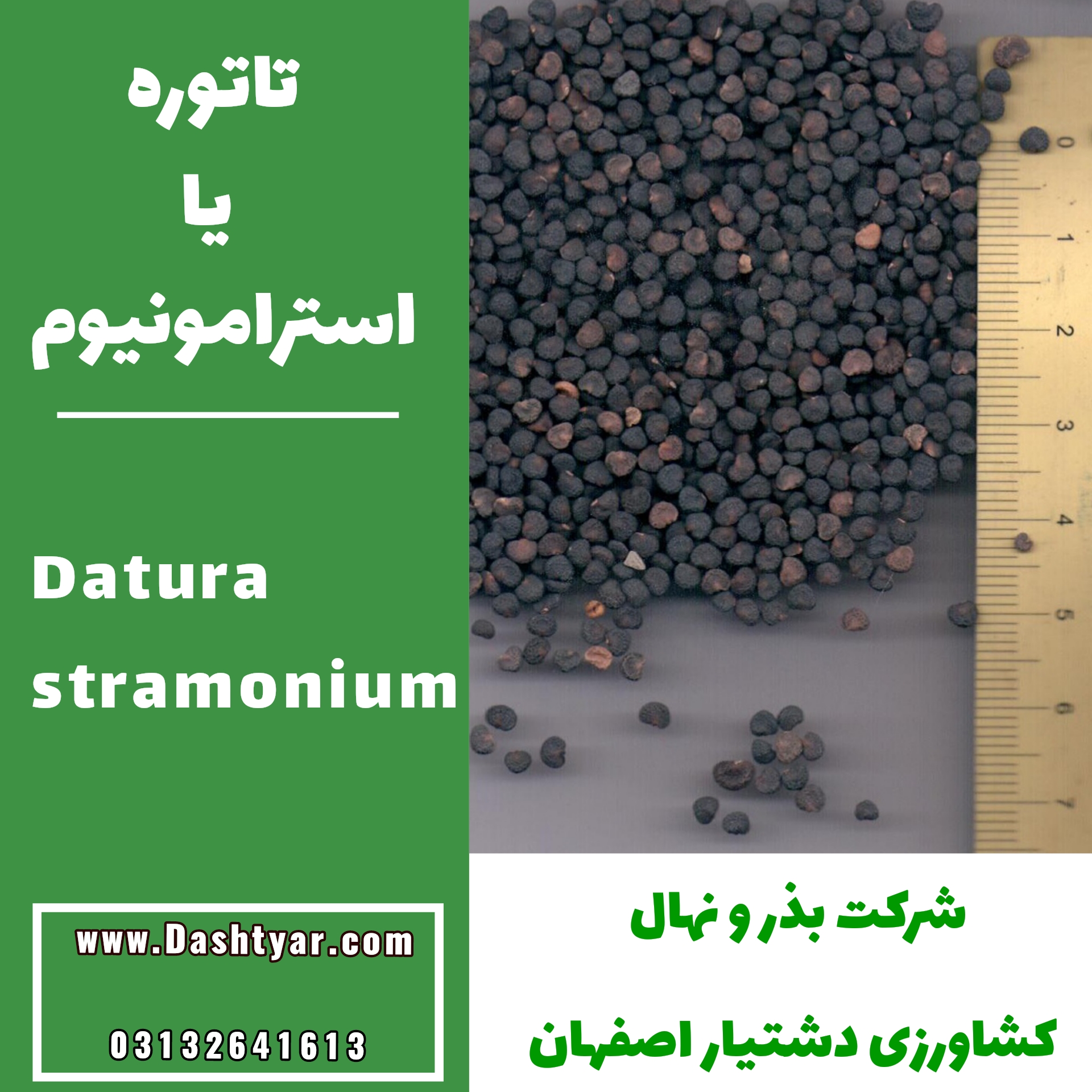 بذر تاتوره یا استرامونیوم(Datura stramonium)