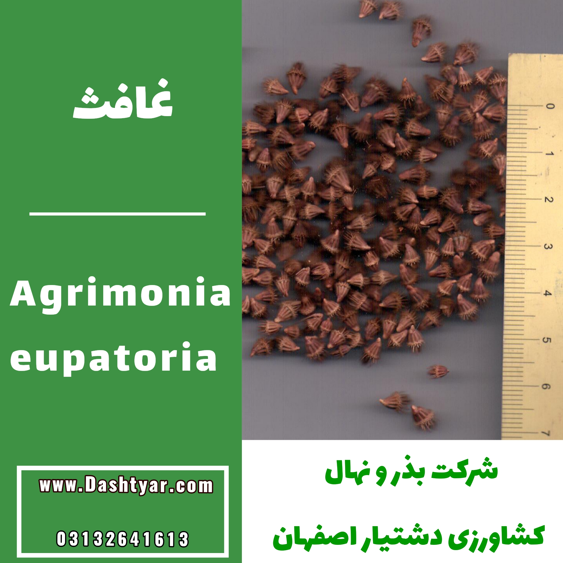 بذر غافث(Agrimonia eupatoria)