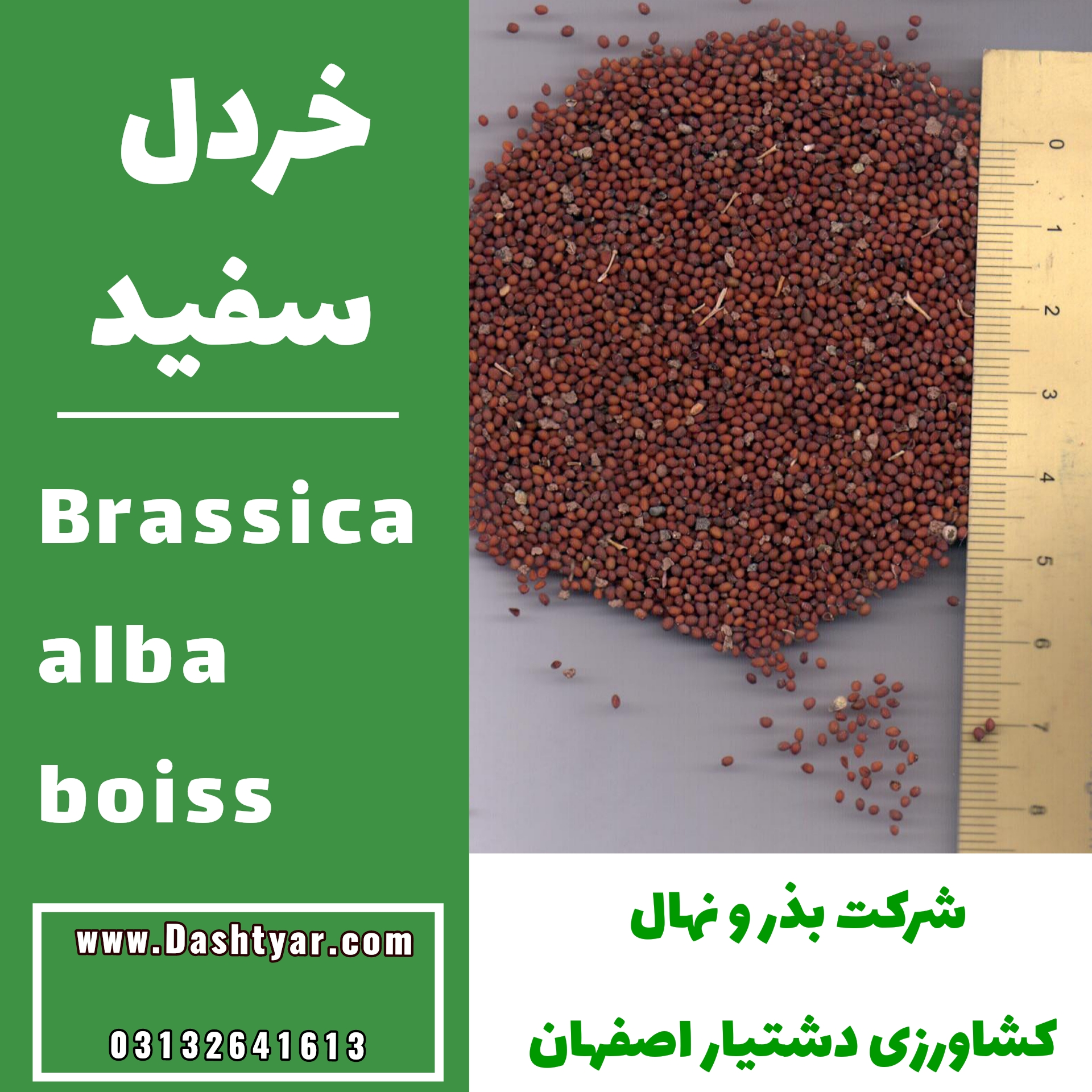 بذر خردل(Brassica alba boiss)