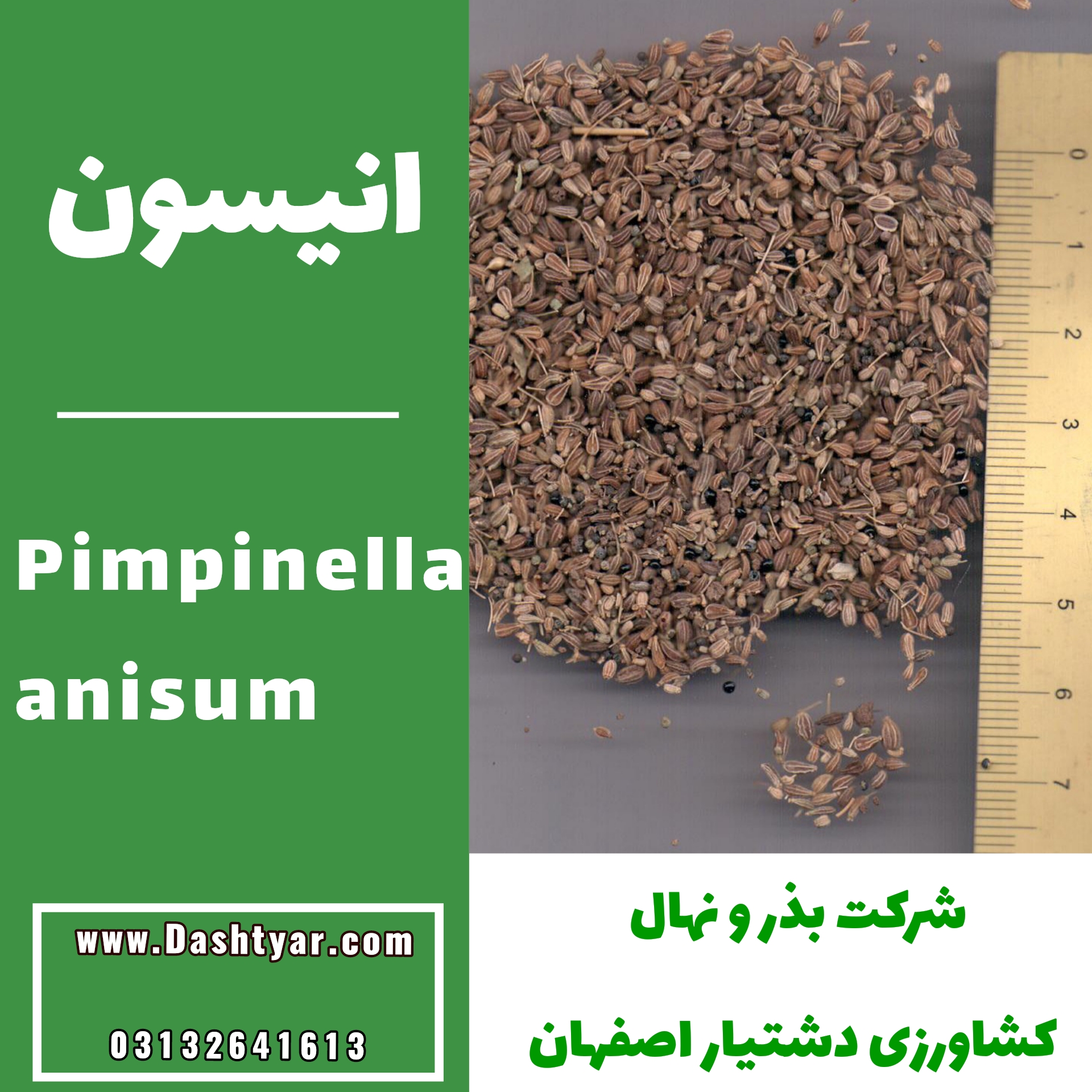 بذر انیسون(Pimpinella anisum)
