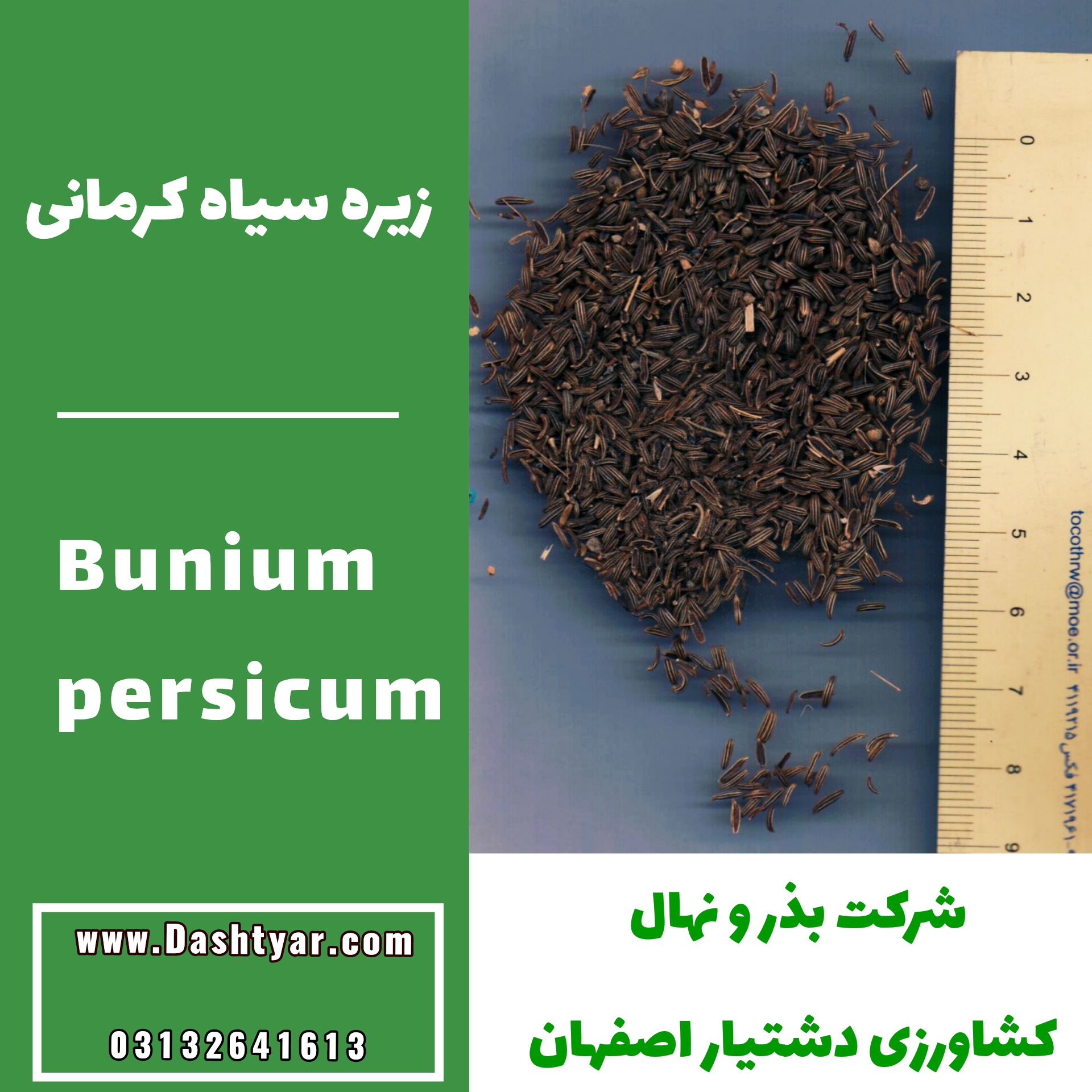 بذر زیره سیاه کرمانی (Bunium persicum)