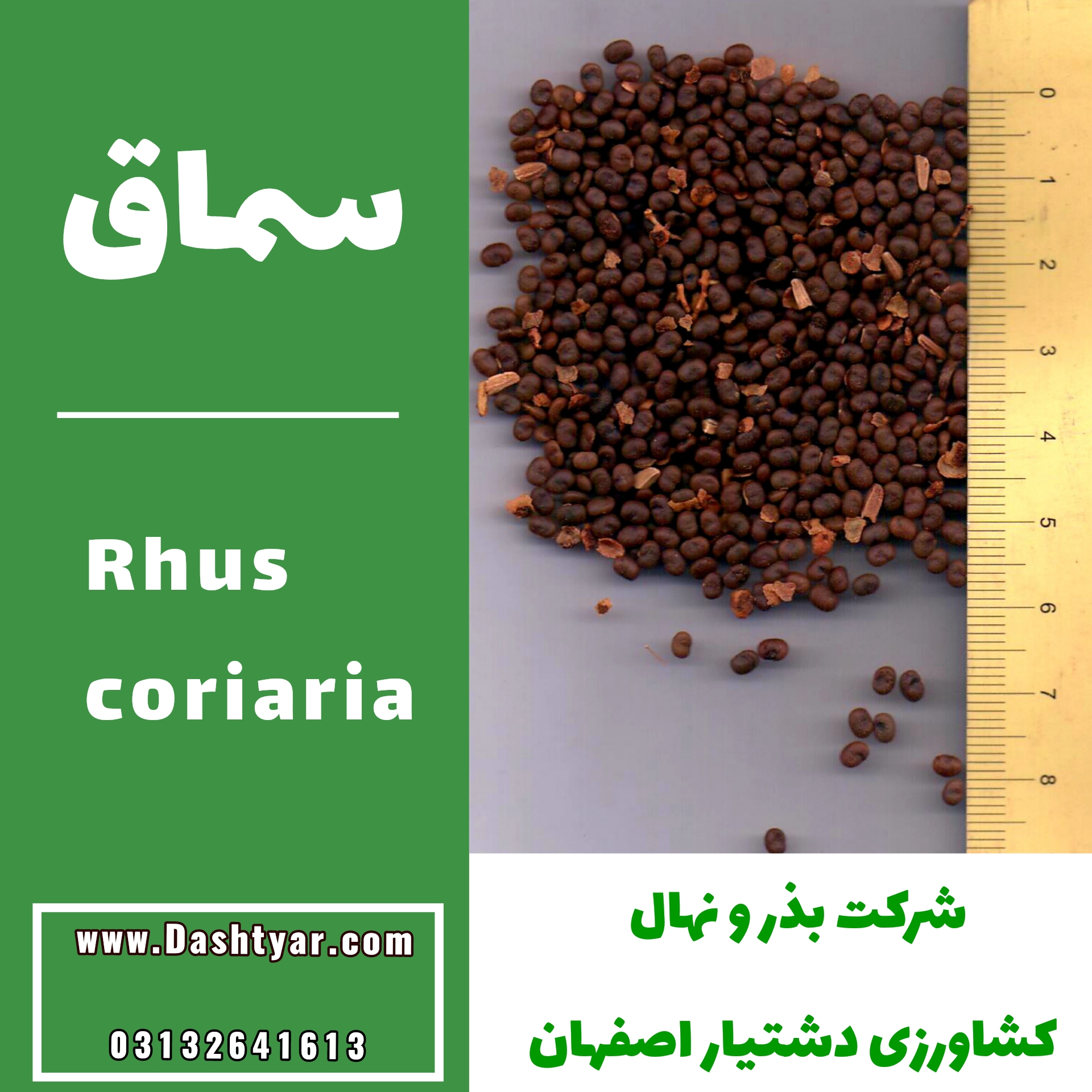 بذر سماق(Rhus coriaria)