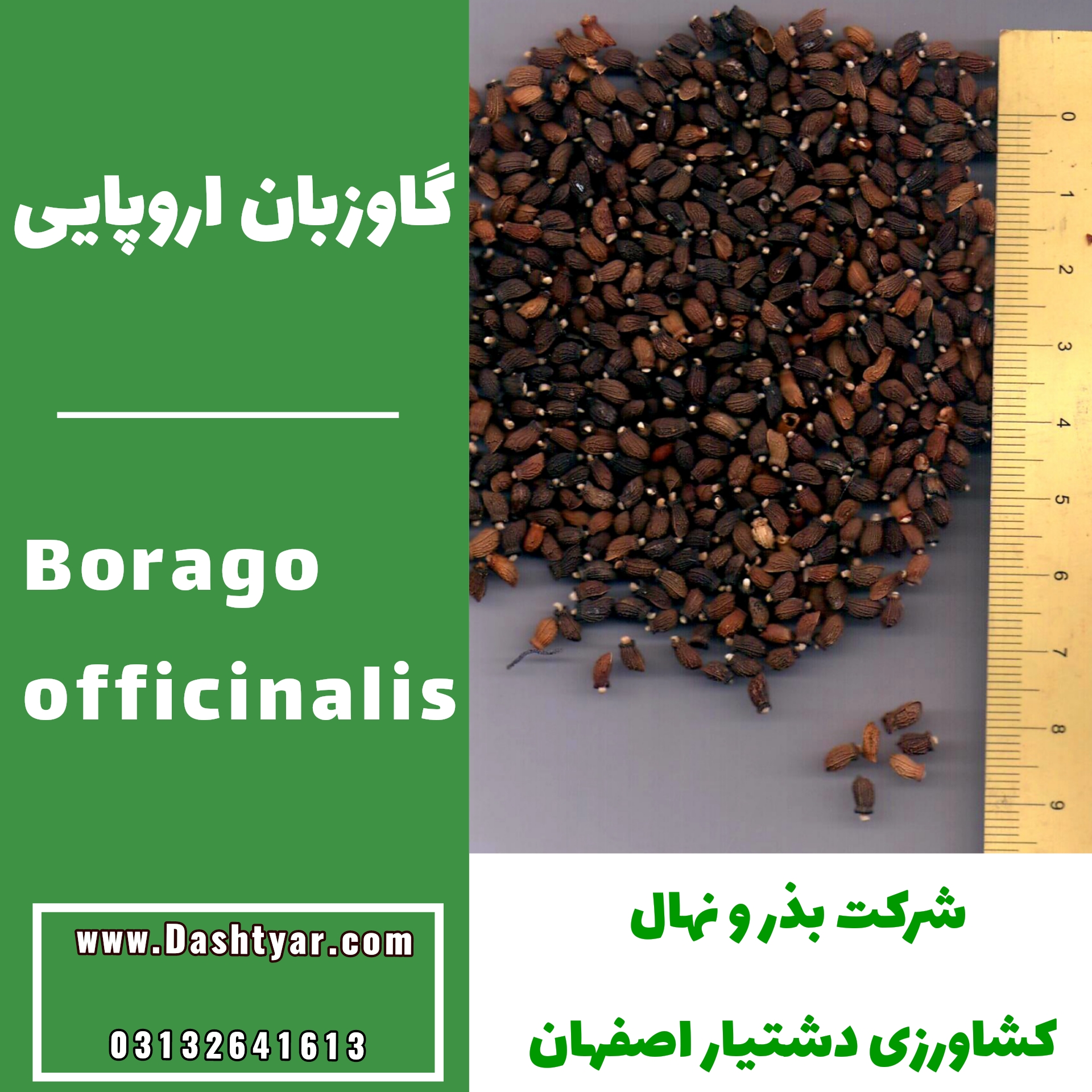بذر گاوزبان اروپایی(Borago officinalis)