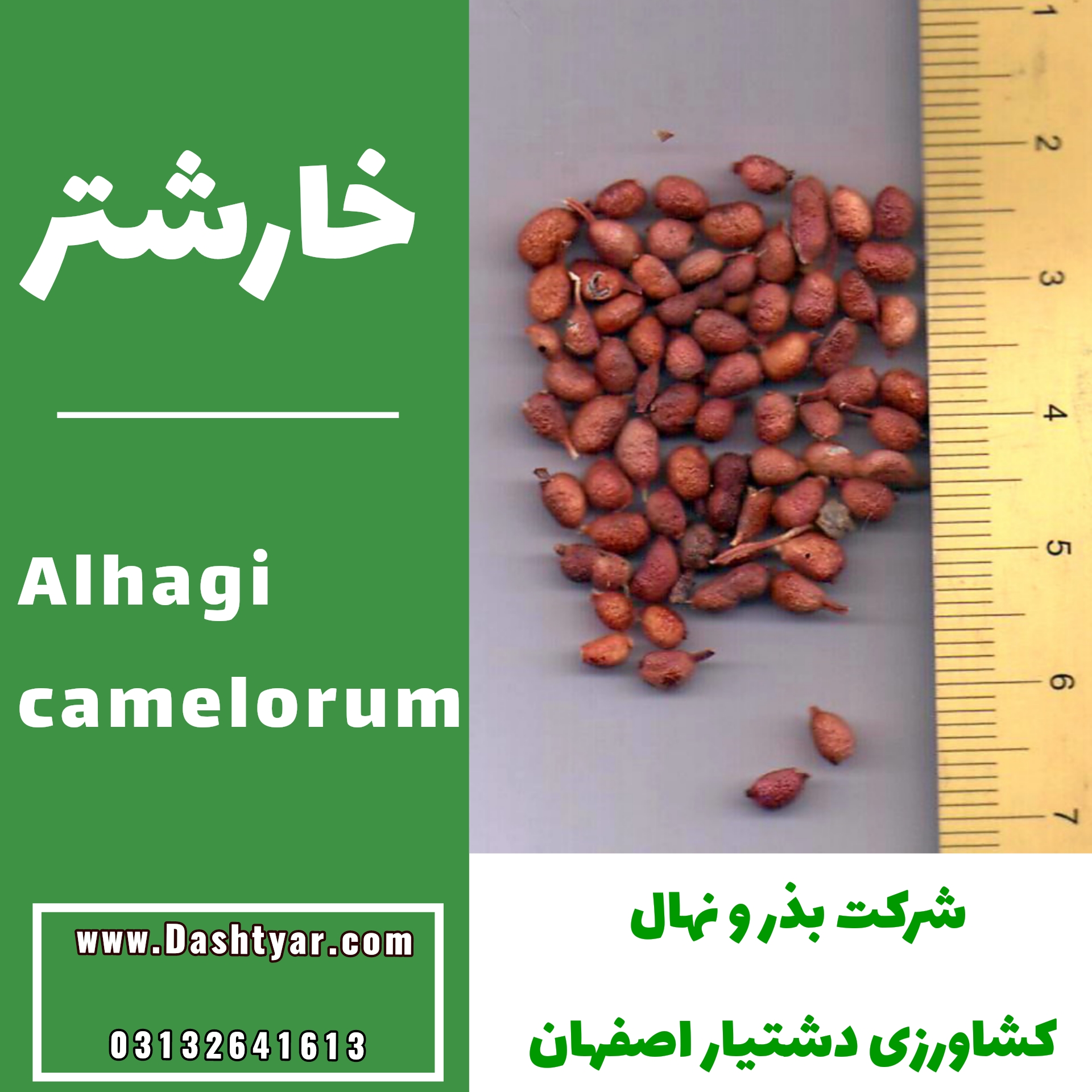 بذر خارشتر(Alhagi camelorum)
