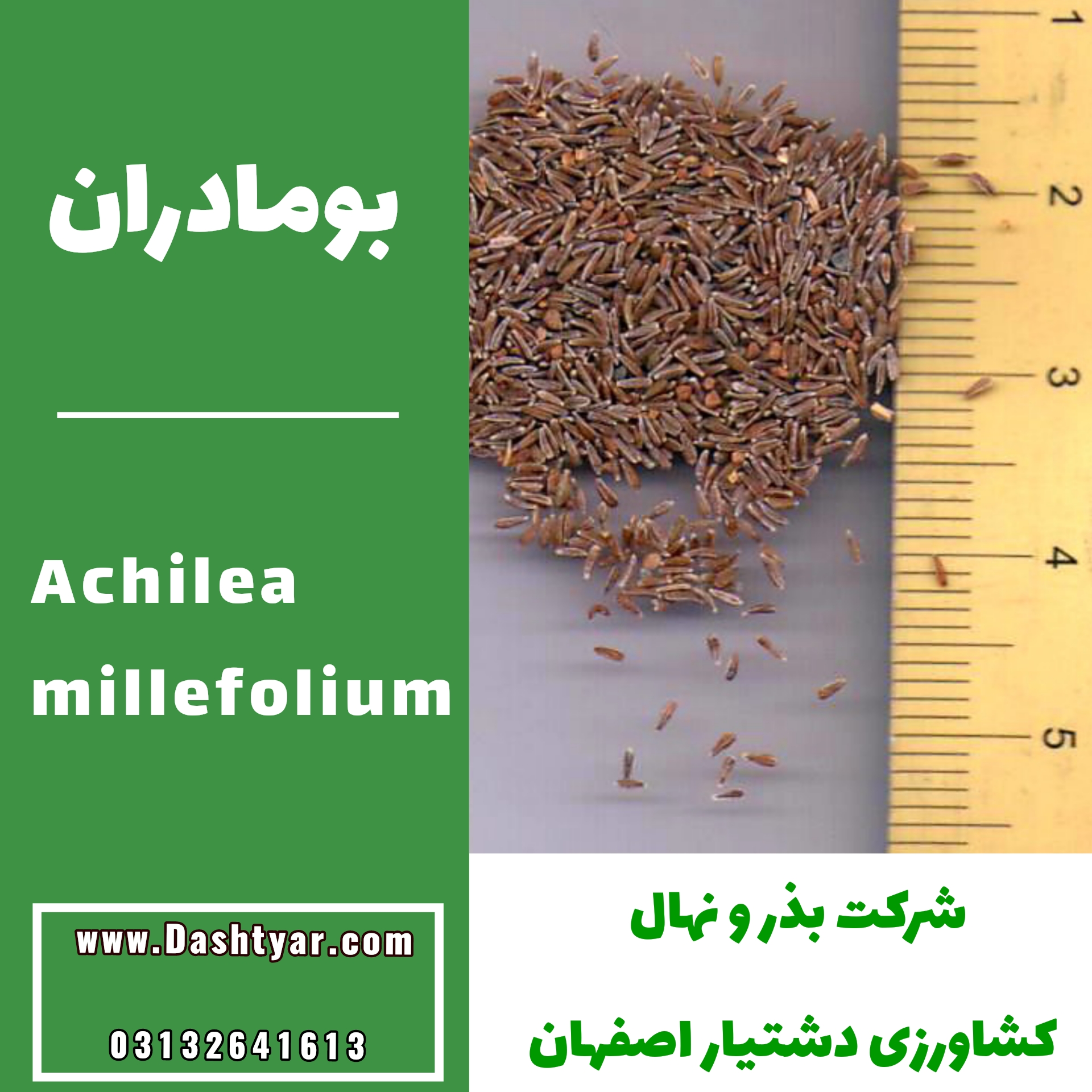 بذر بومادران(Achilea millefolium)