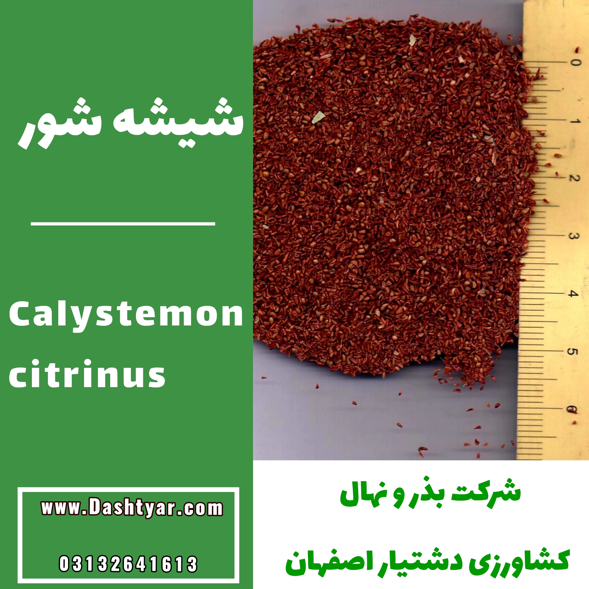 بذر شیشه شور(Calystemon citrinus)