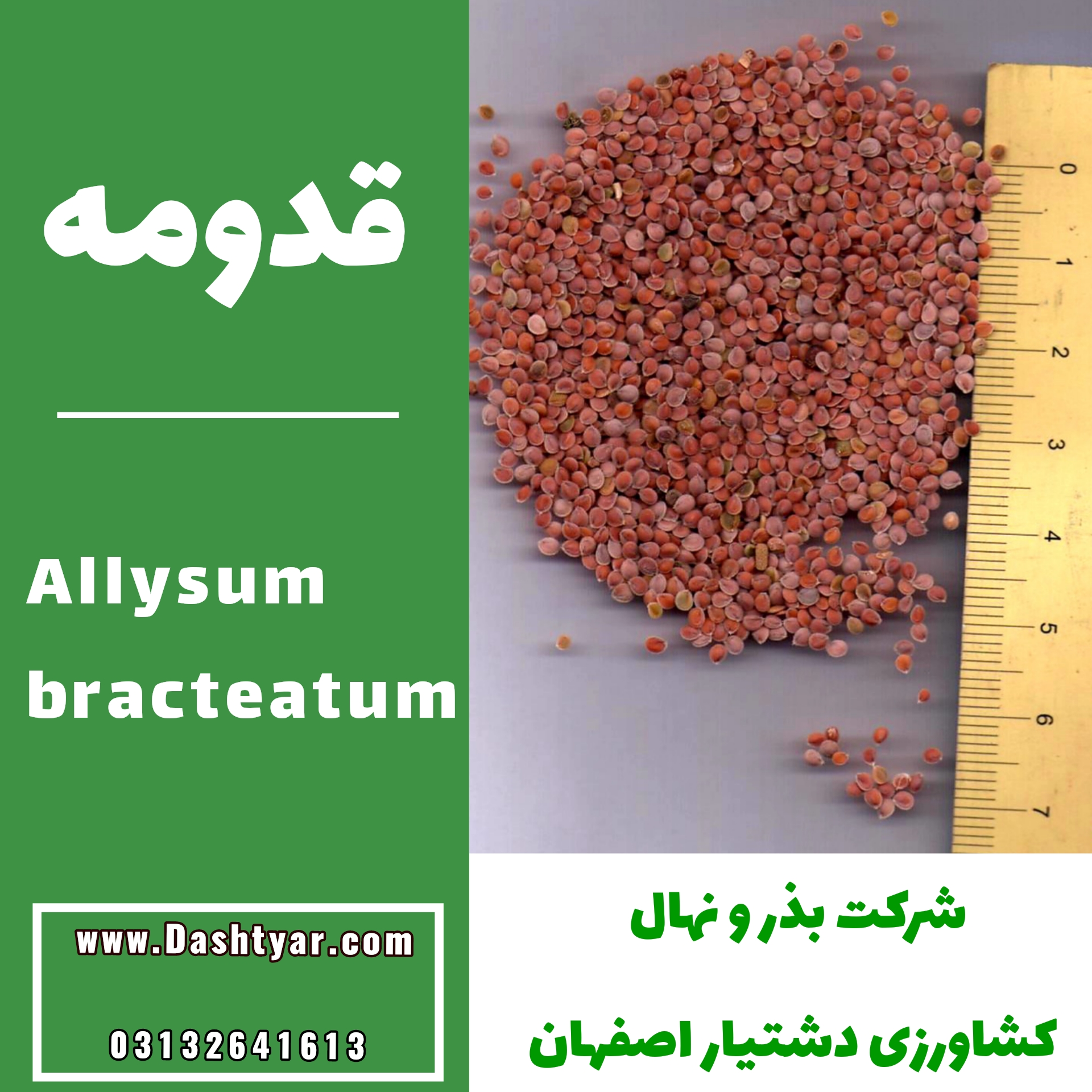 بذر قدومه(Allysum bracteatum)