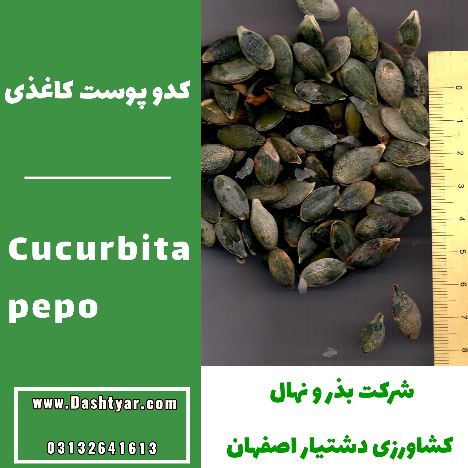 بذر کدو پوست کاغذی(Cucurbita pepo)