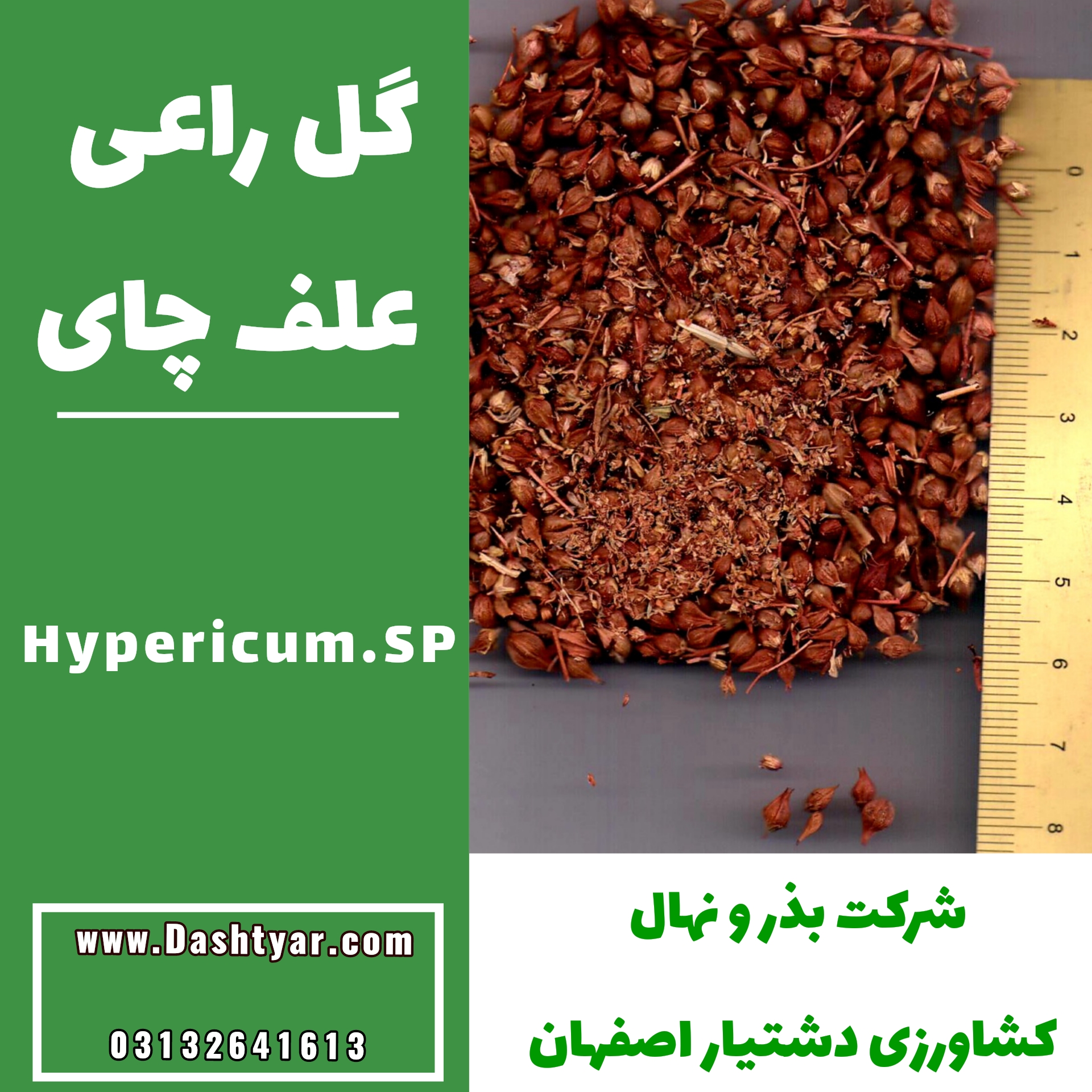 بذر گل راعی(علف چای)(Hypericum.SP)