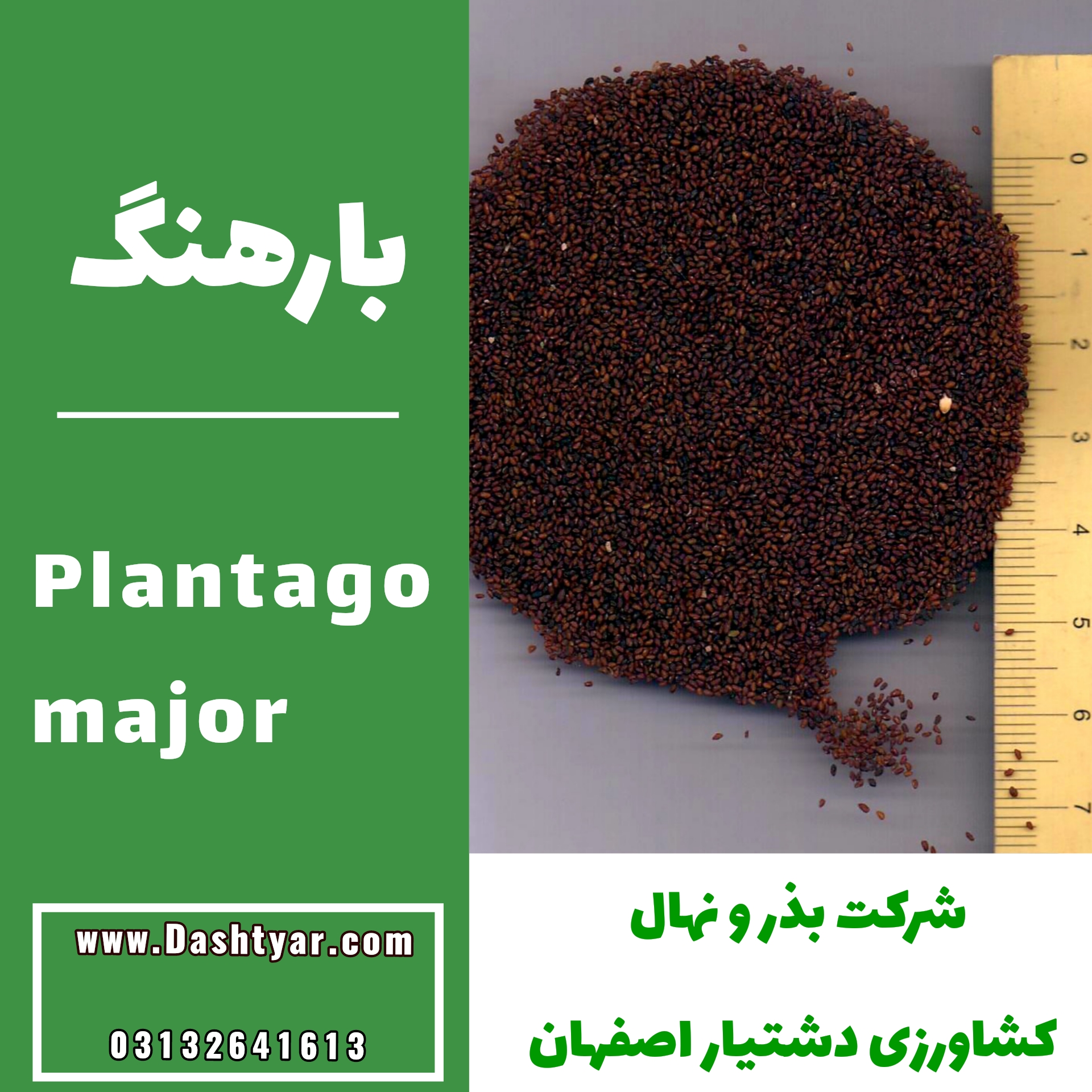 بذر بارهنگ(Plantago major)