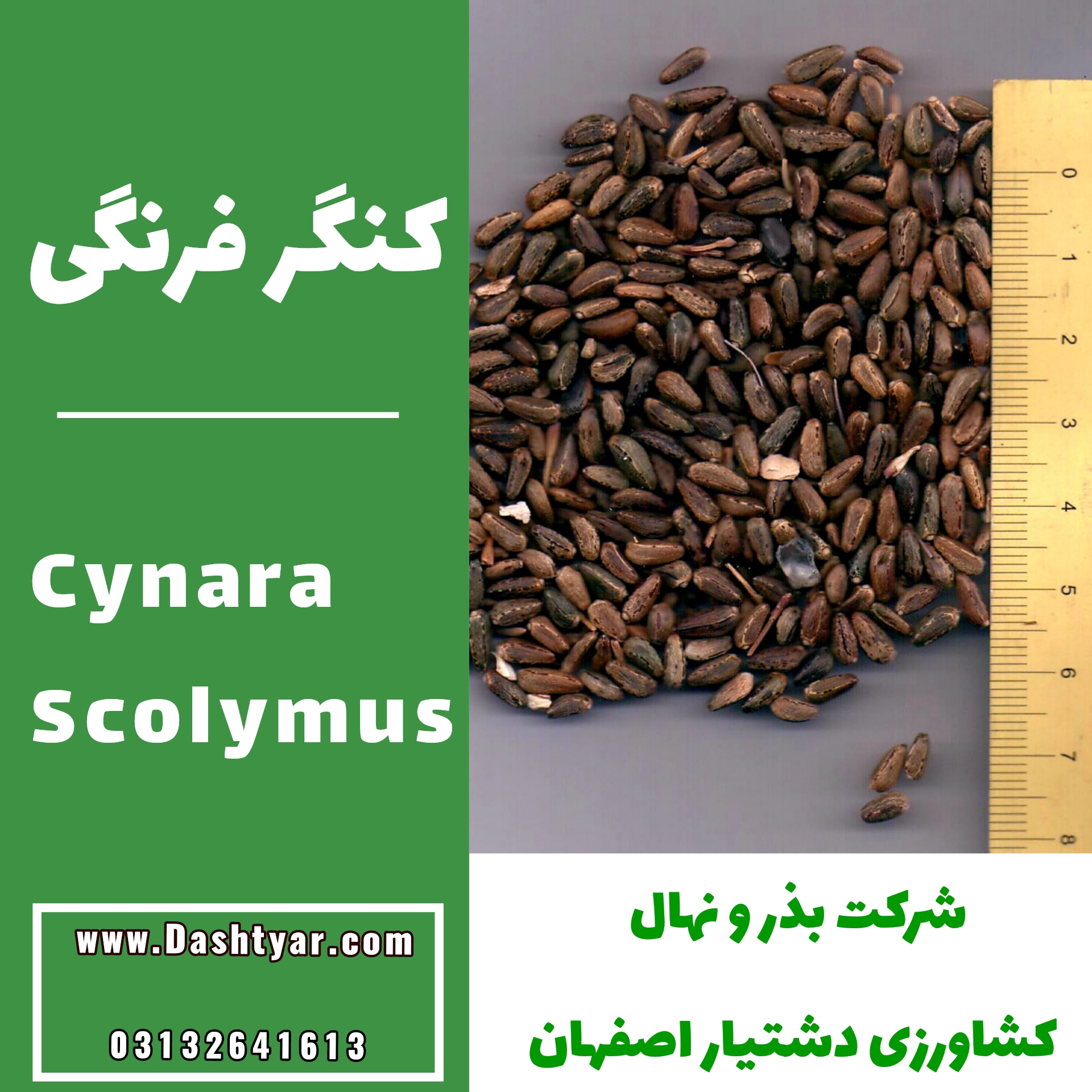 بذر کنگر فرنگی(Cynara Scolymus)