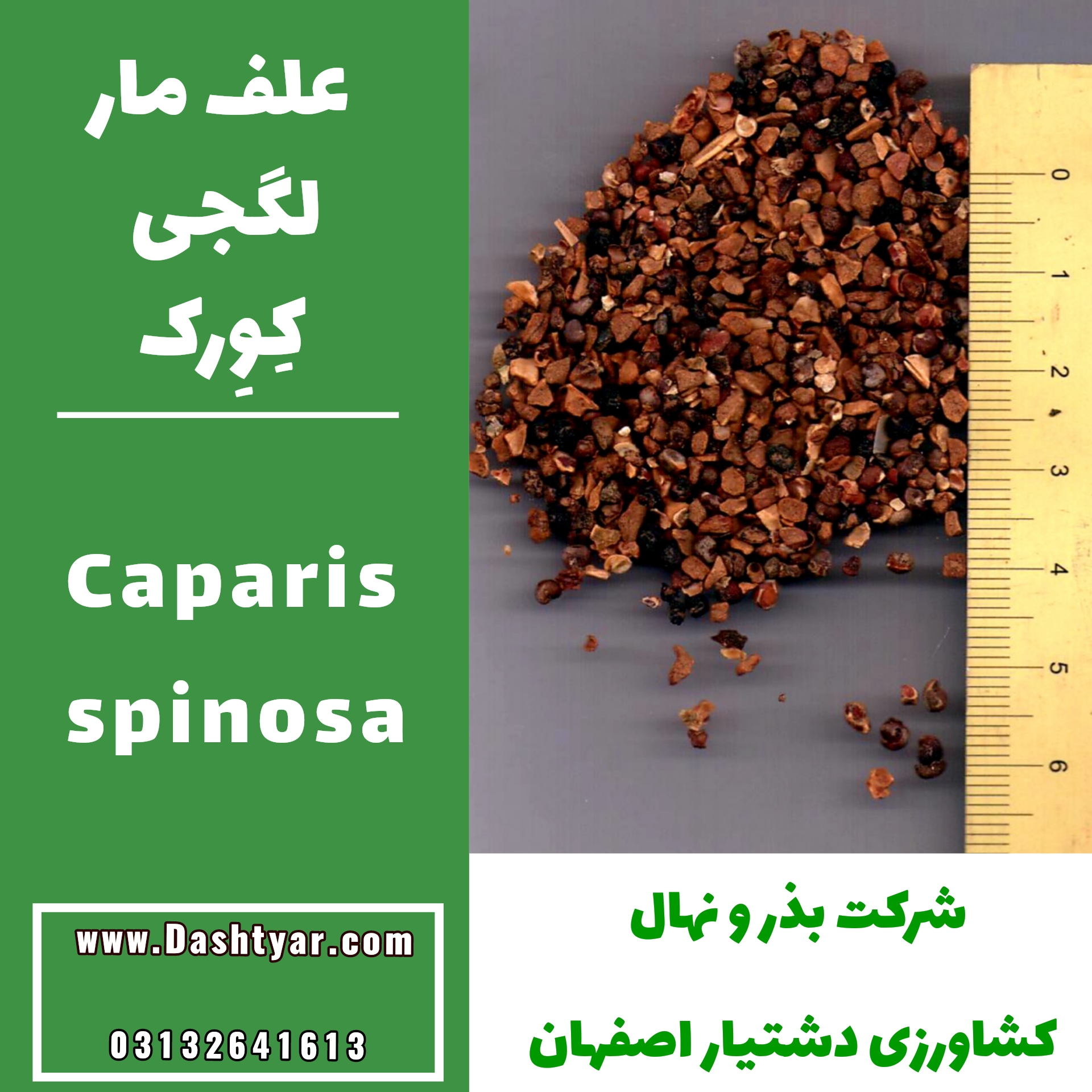 بذر علف مار(لگجی)(کِوِرک)(Caparis spinosa)