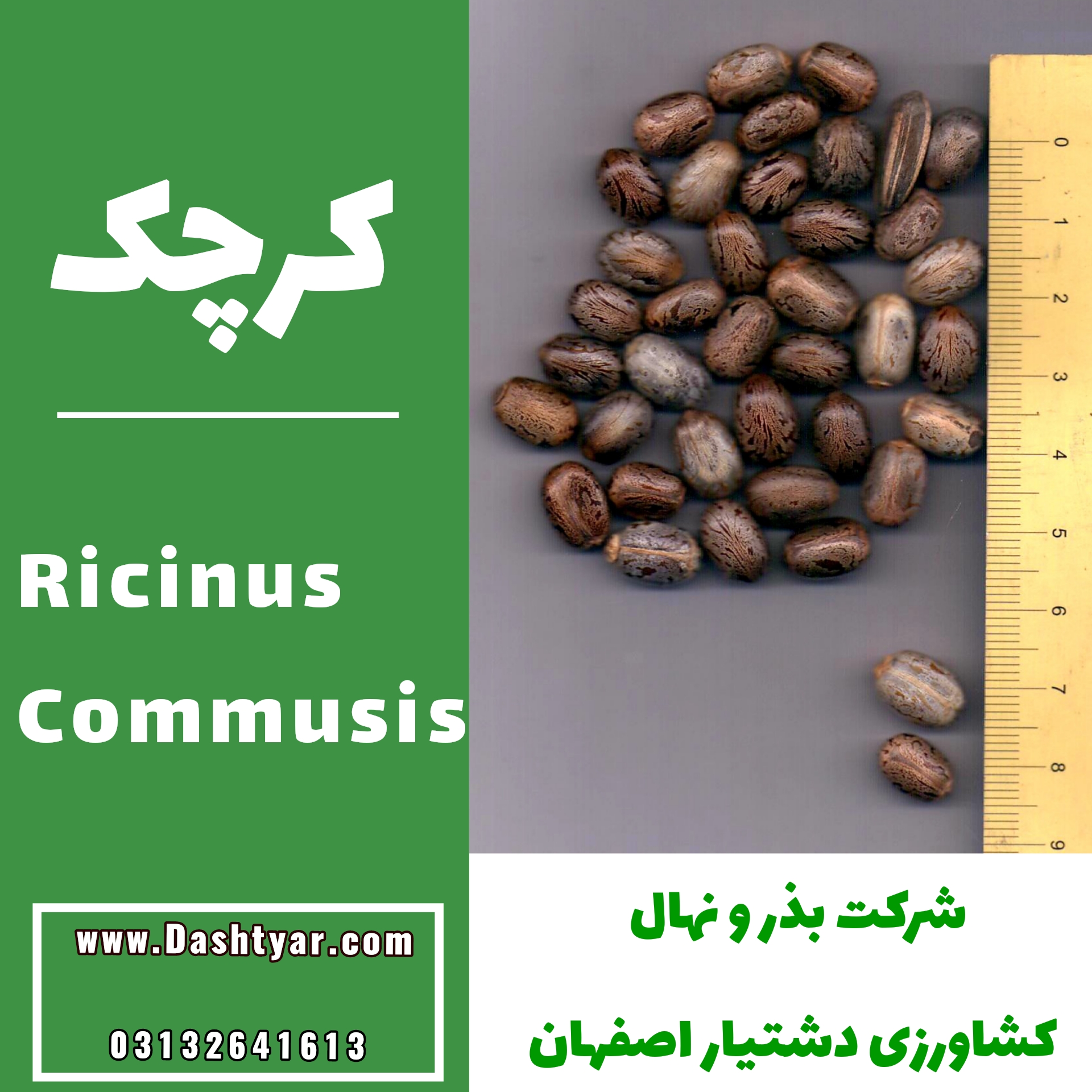 بذرکرچک(Ricinus Commusis)