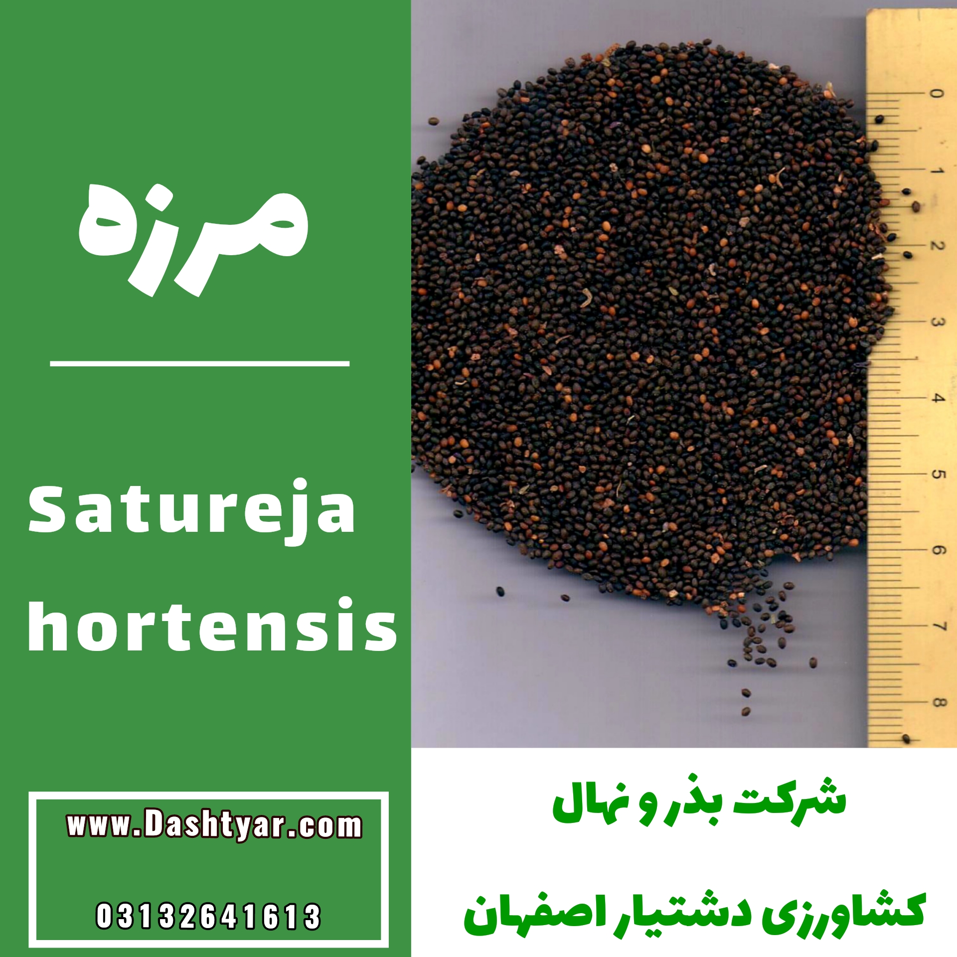 بذر مرزه(Satureja hortensis)