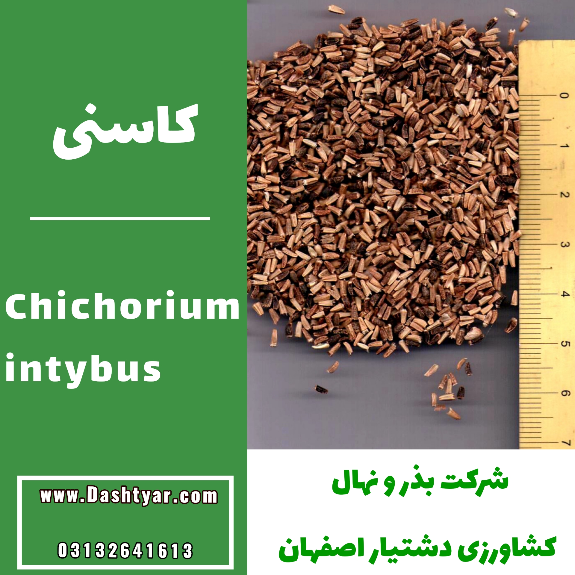 بذر کاسنی(Chichorium intybus)