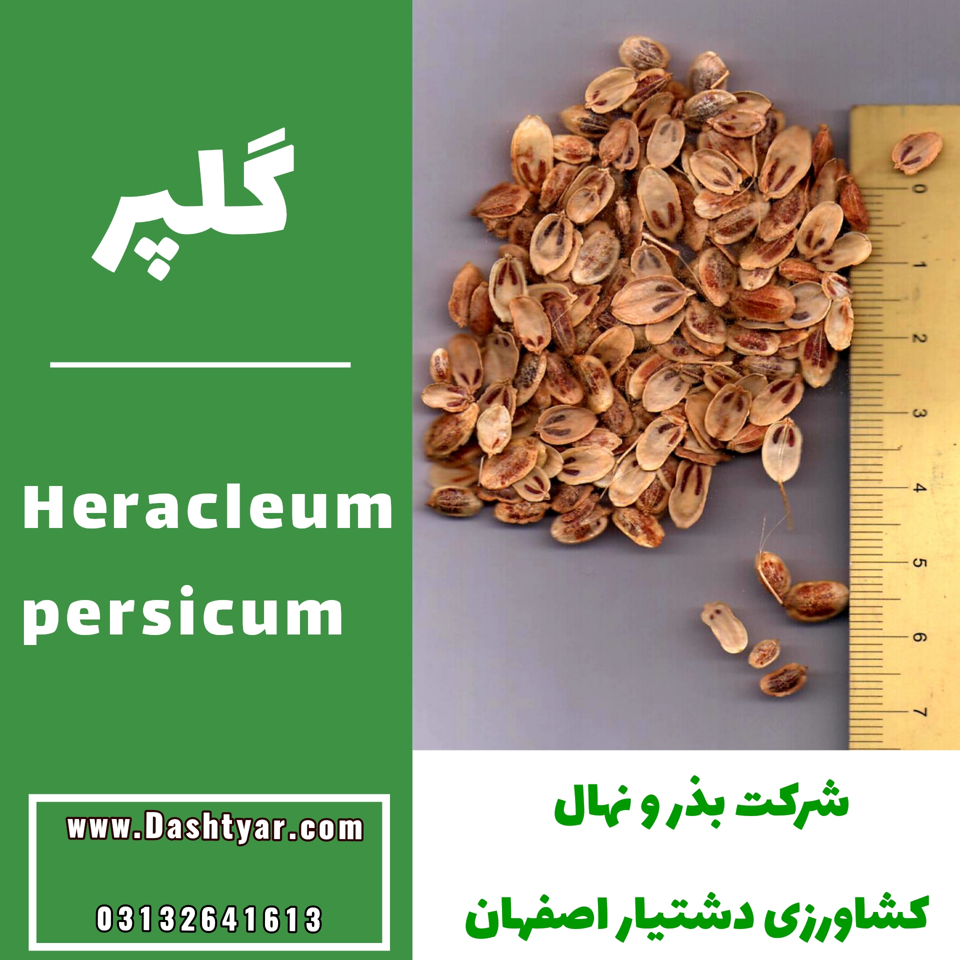 بذر گلپر(Heracleum persicum)