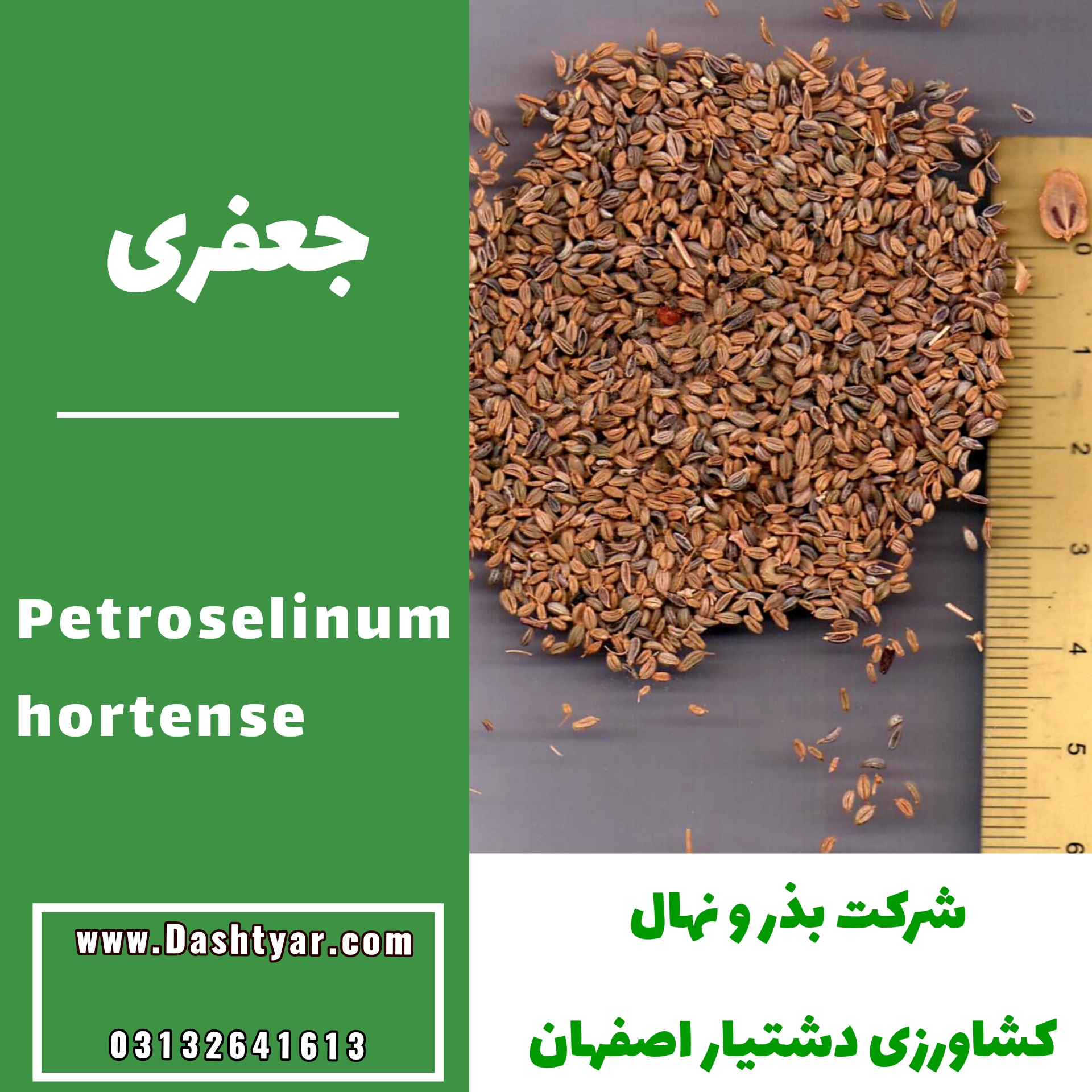 بذر جعفری(Petroselinum hortense)