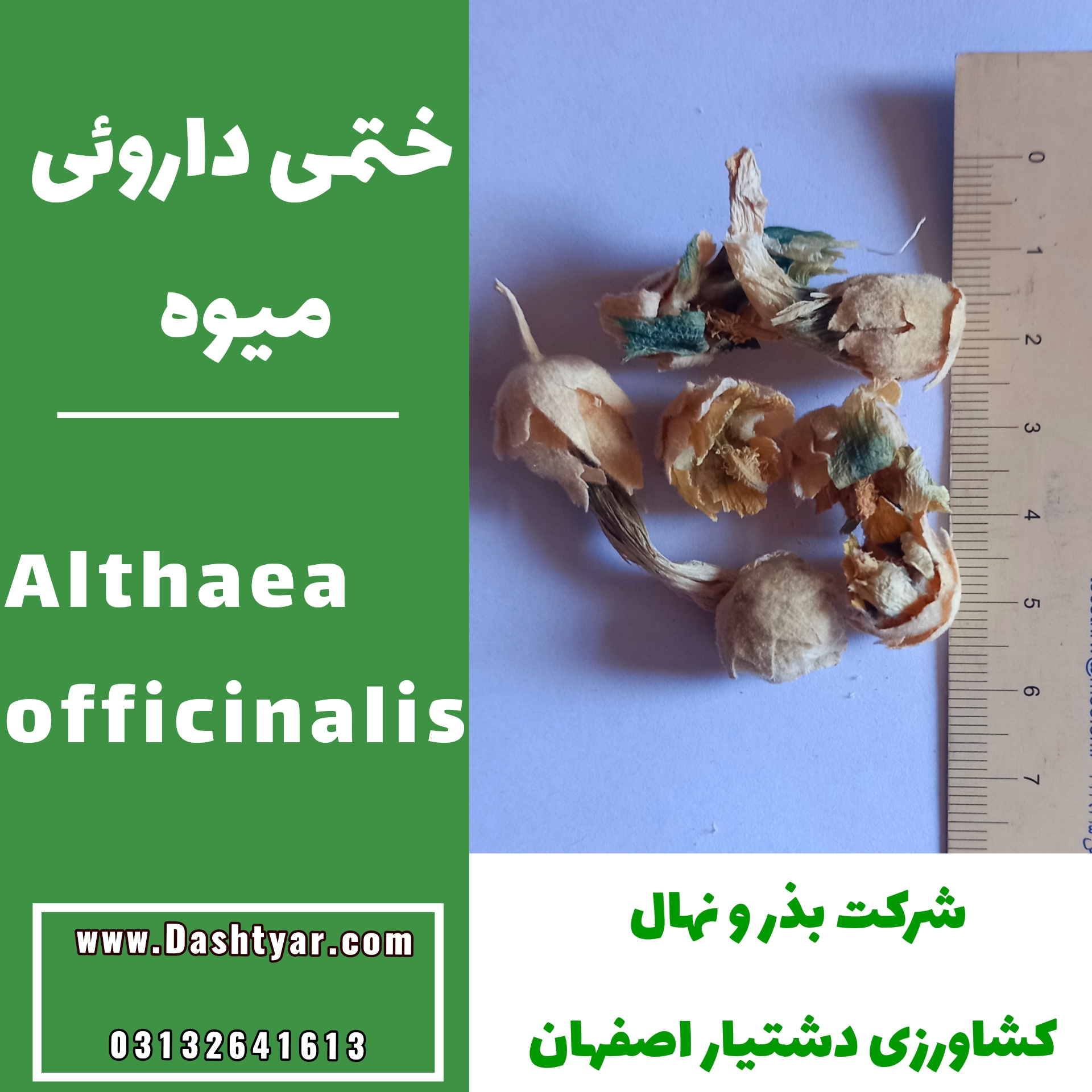 بذر ختمی داروئی(Althaea officinalis)