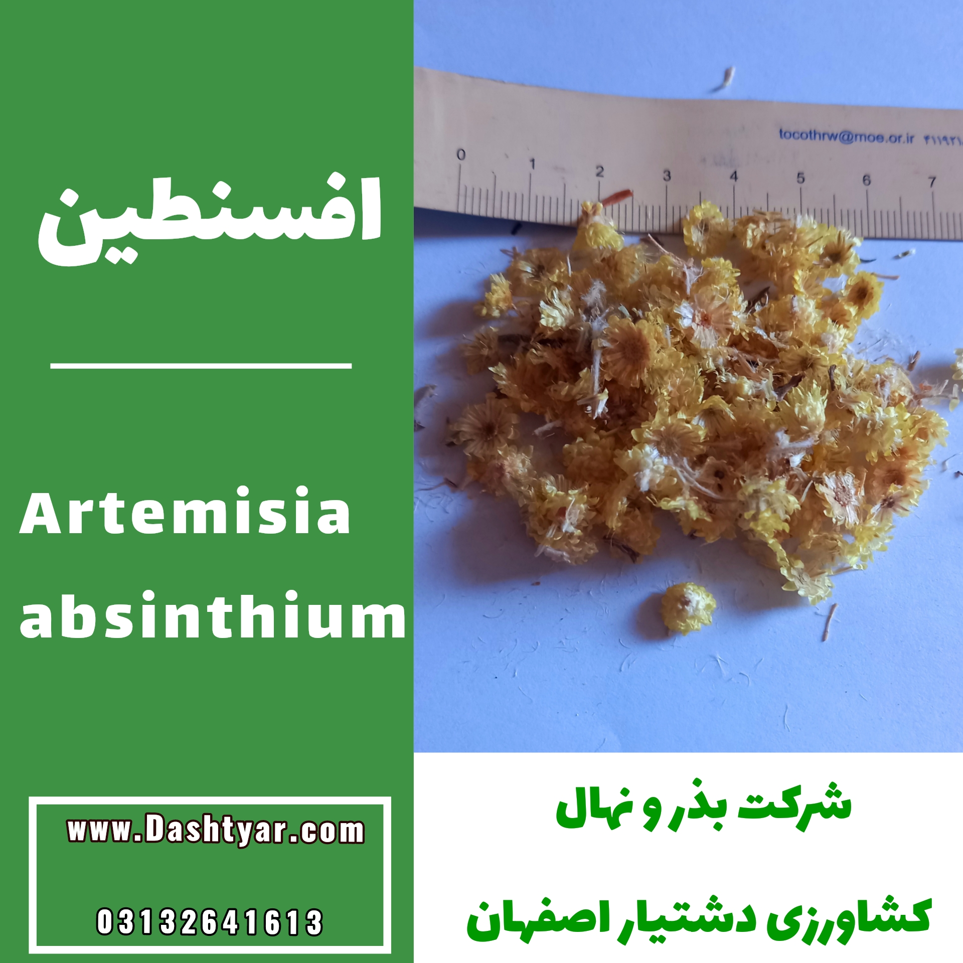 بذر افسنطین(artemisia absinthium)