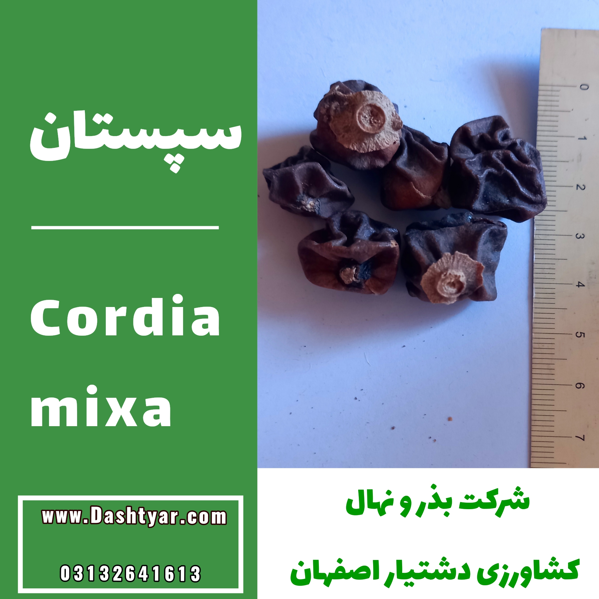 بذر سپستان (Cordia mixa)