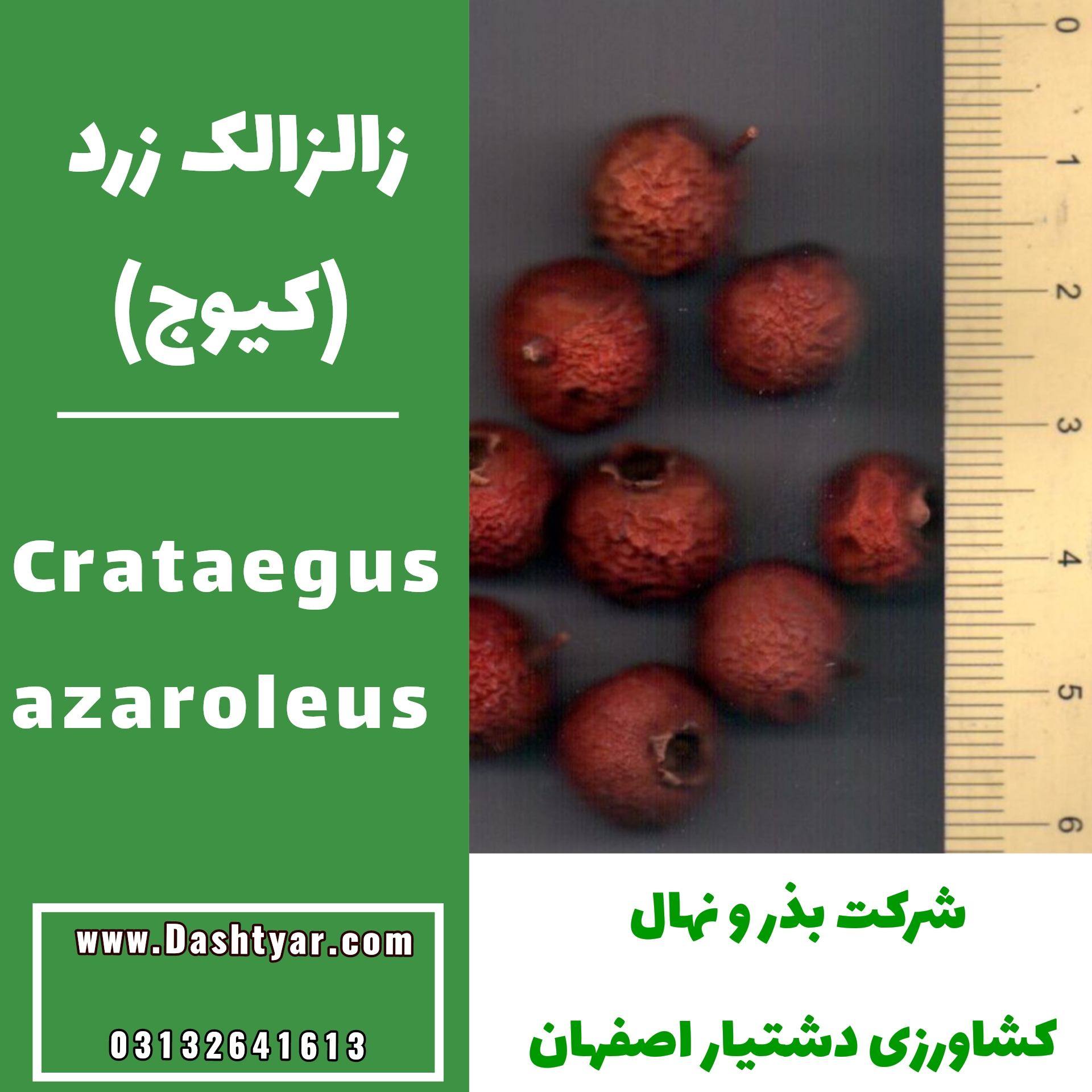 بذر زالزالک زرد(کیوج)crataegus azaroleus
