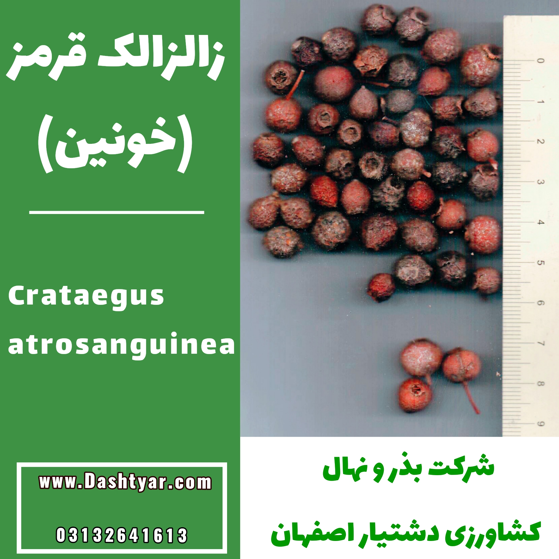بذر زالزالک قرمز(خونین) crataegus atrosanguinea