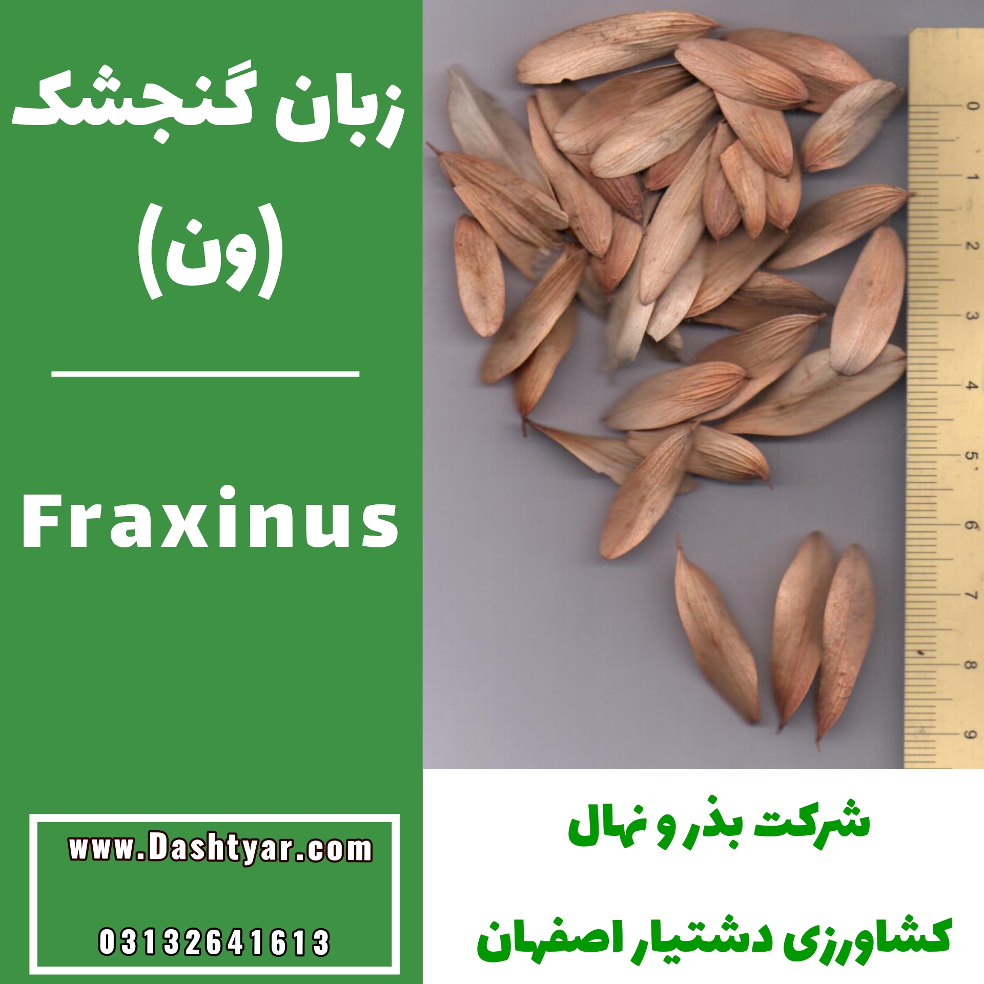 بذر زبان گنجشک (ون)fraxinus