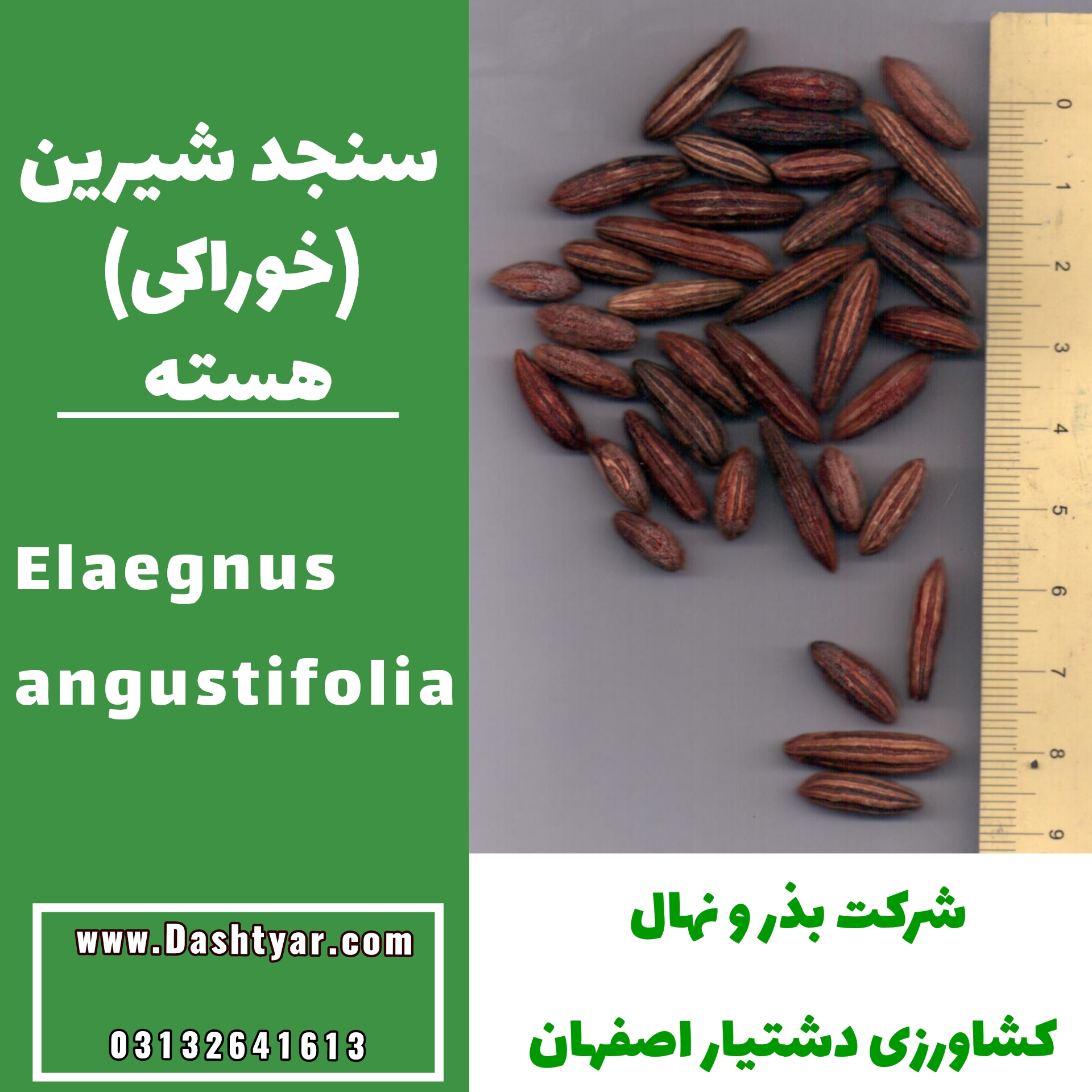 بذر سنجد شیرین (خوراکی)elaegnus angustifolia