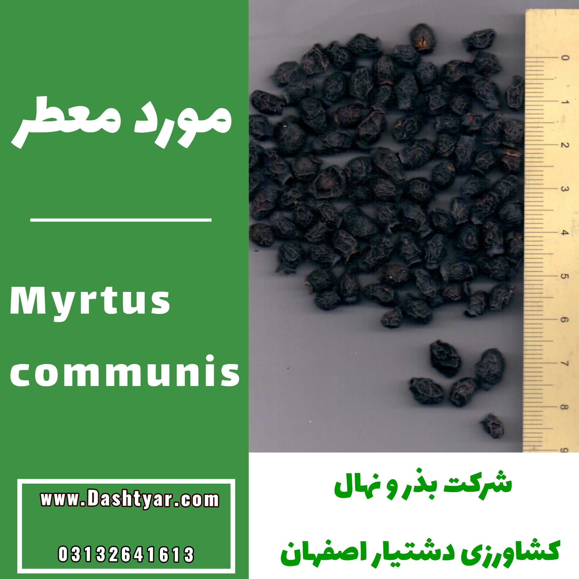 بذر مورد معطر myrtus communis